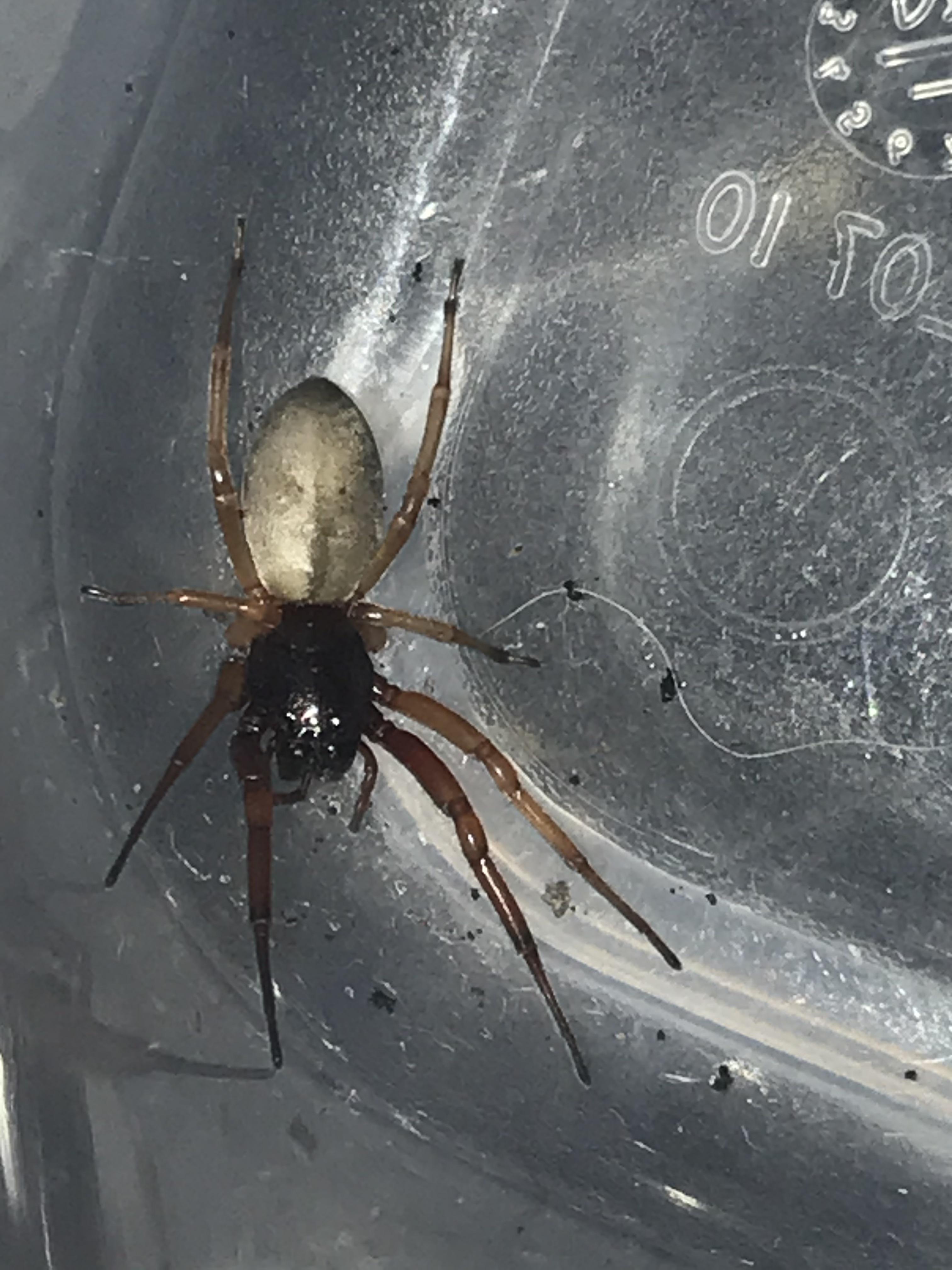 This spider keeps making a web high near the top of his enclosure then