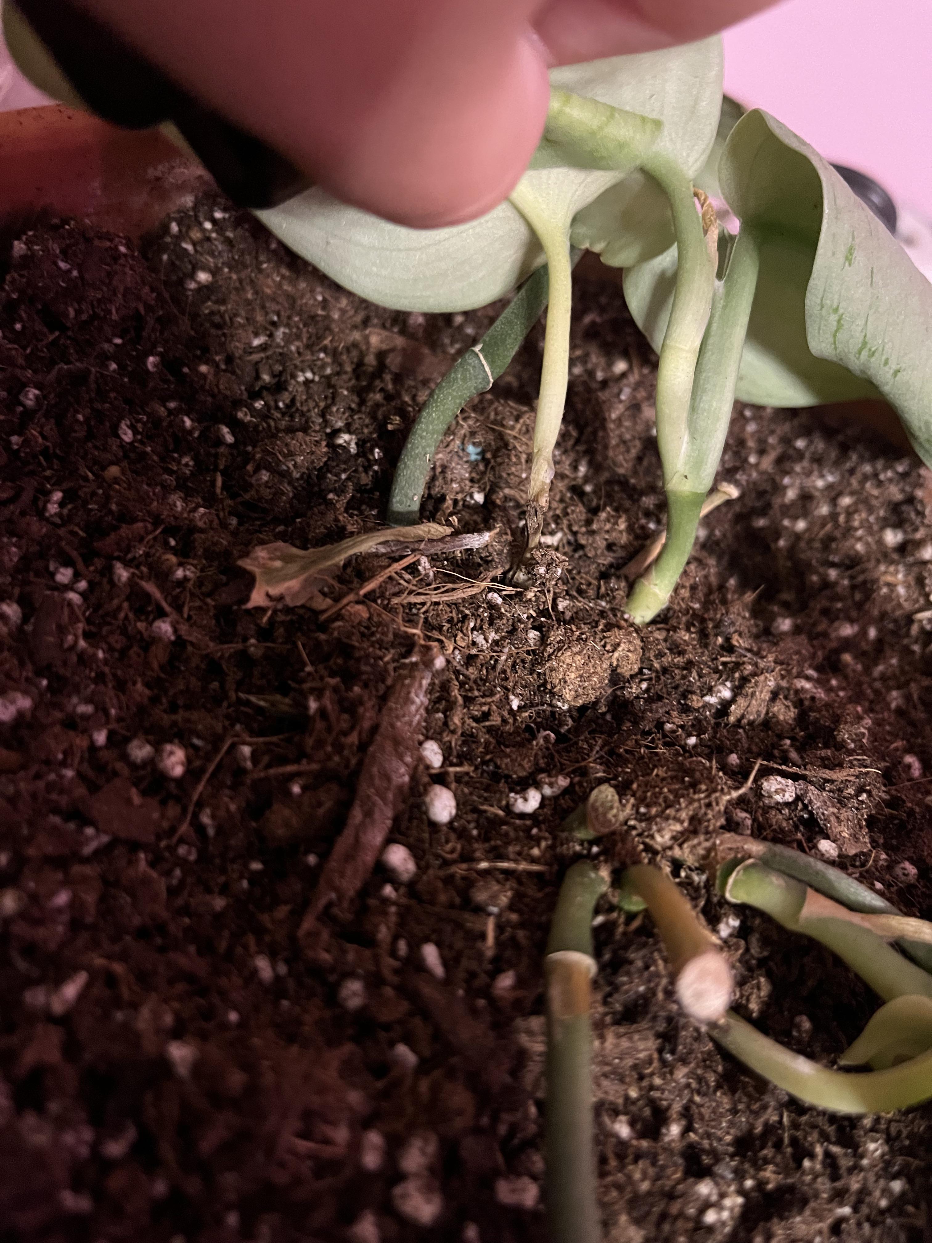 i know it may be hard to see. but my pothos stems are turning brown and