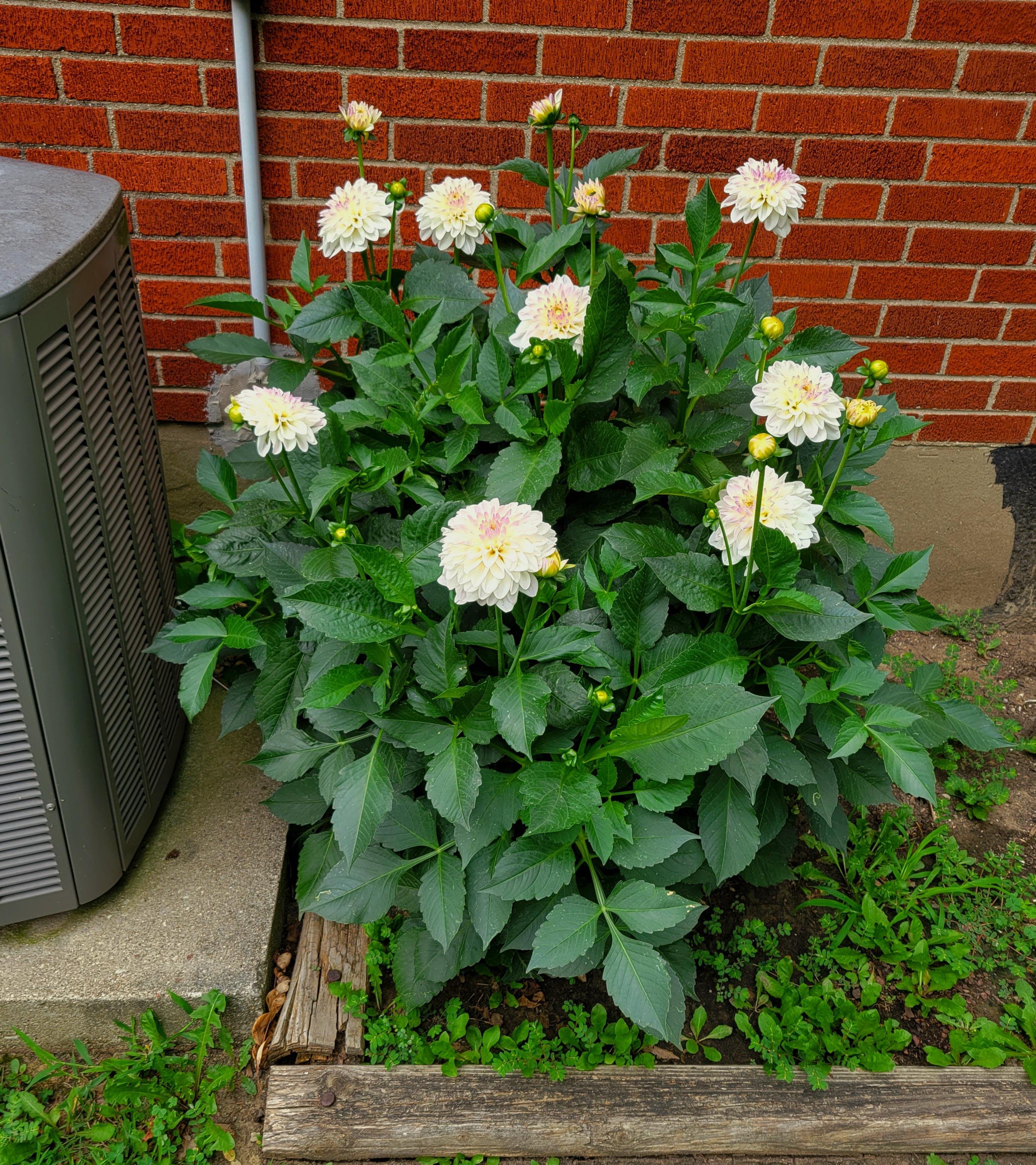 This is my "perennial dahlia bush!' It came with the house when we