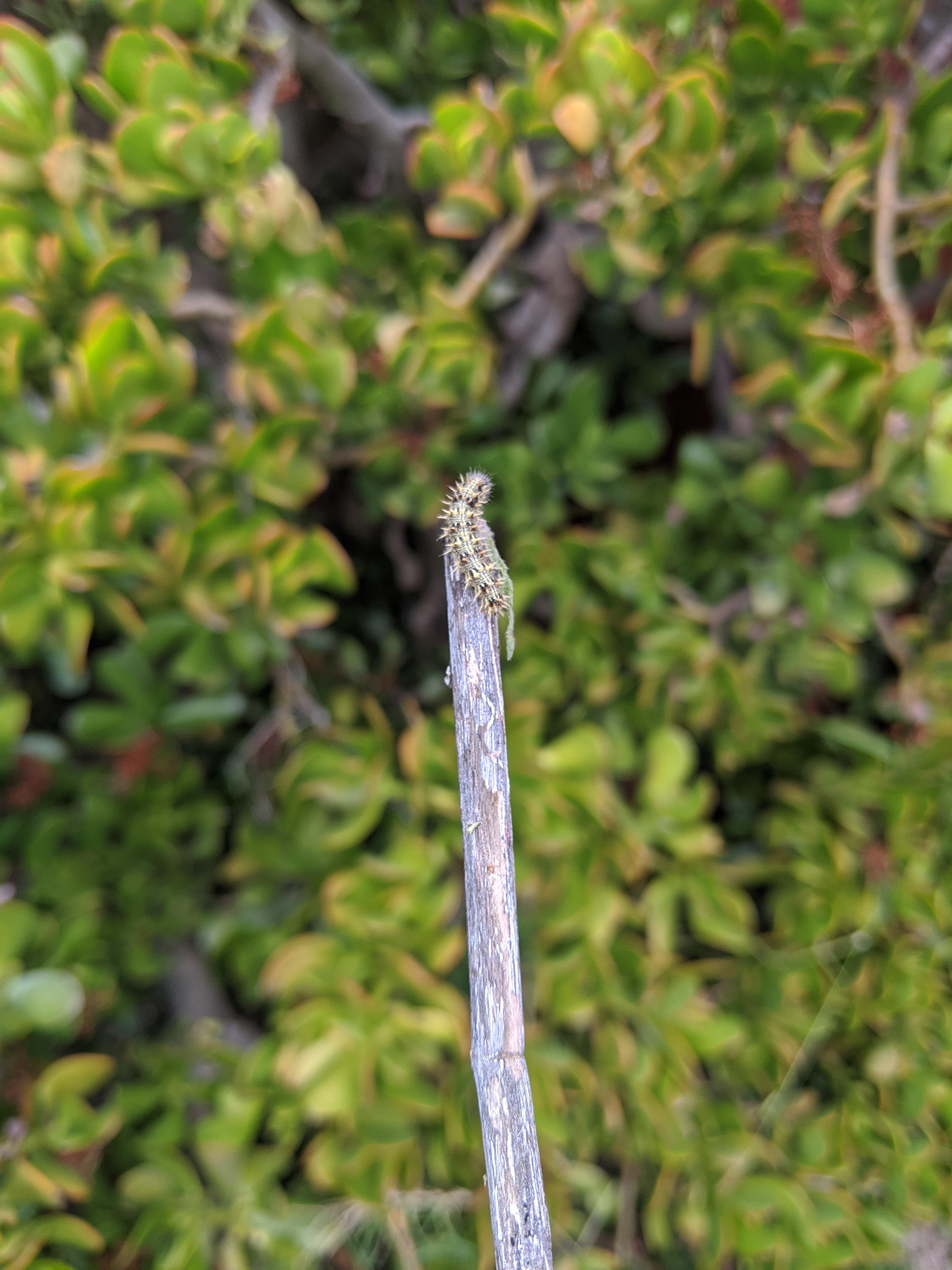 This guy is eating my sunflowers, he left lots of black dots on some leaves too. Los Angeles