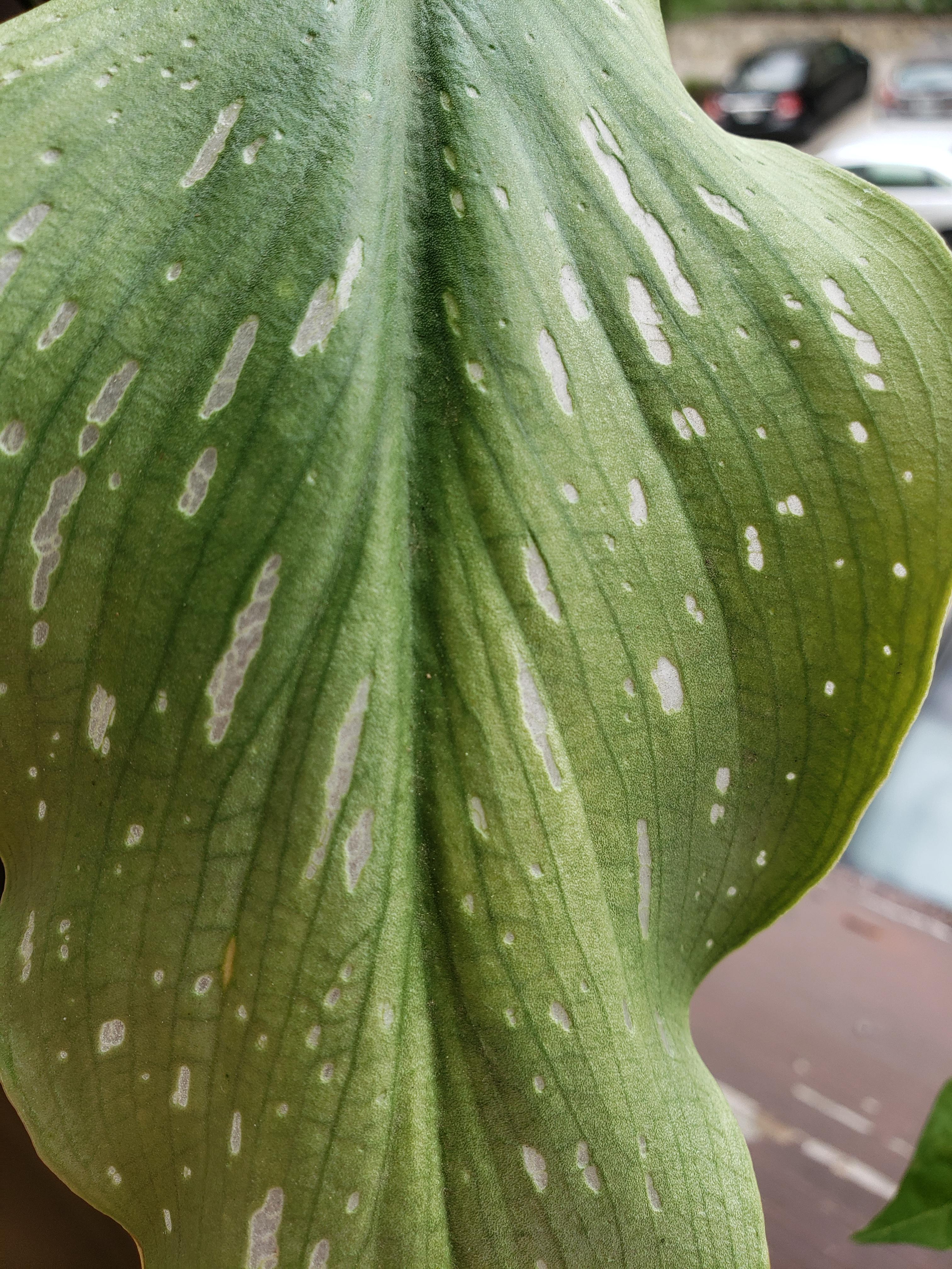 What's eating my lillies? r/plants