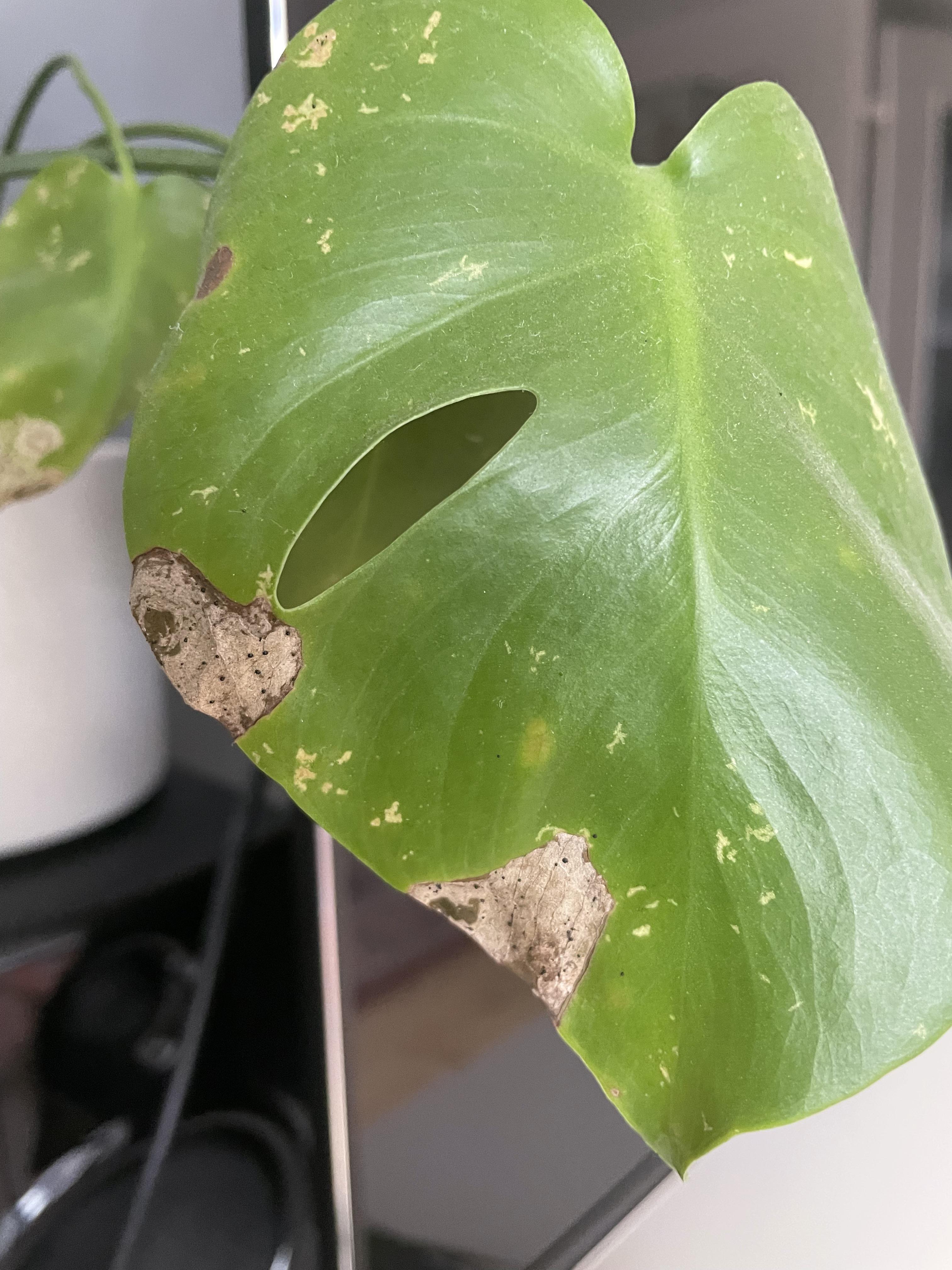 What are those tiny black dots on my monstera leaves? How can I get rid of them? r/plantclinic
