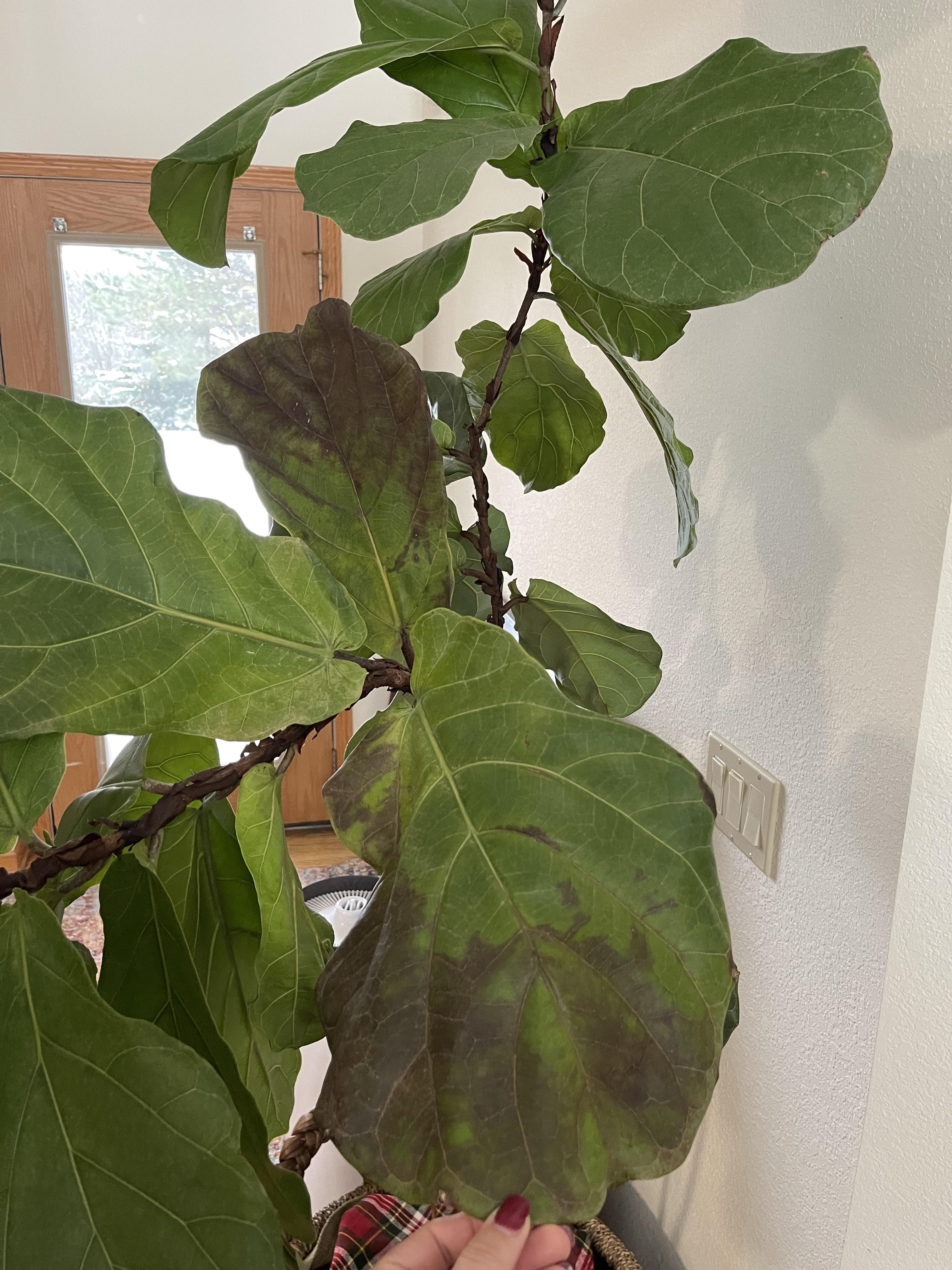 Why is my Fiddle Leaf Fig leaves turning brown? r/houseplants