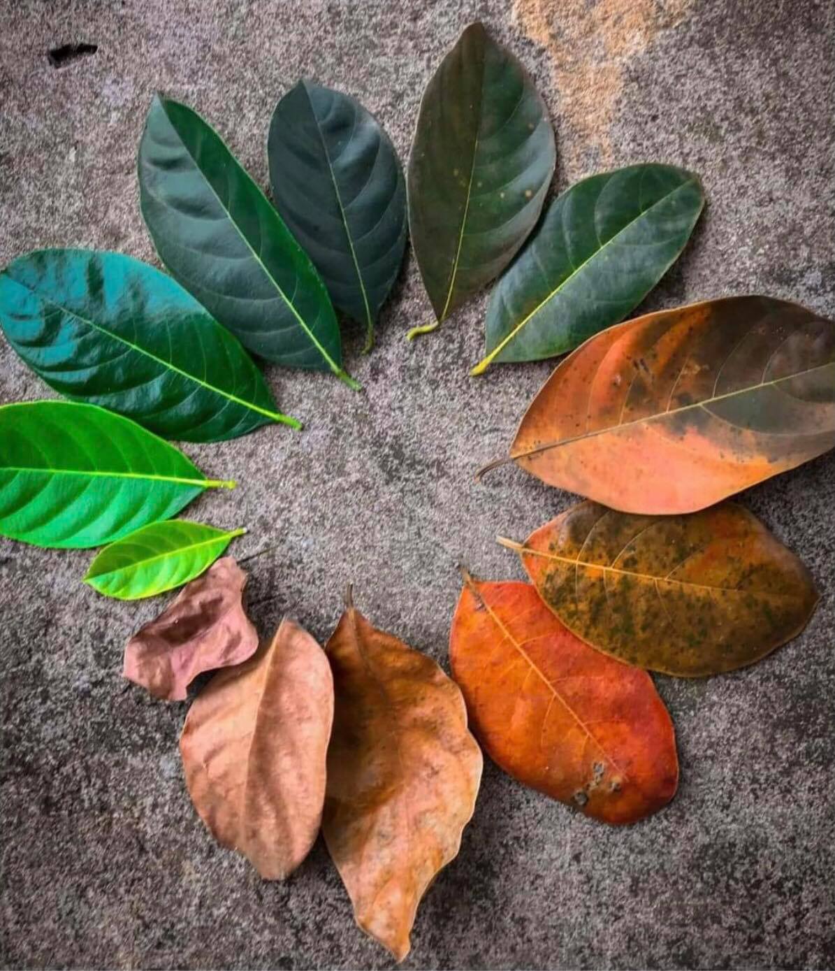 The life cycle of a leaf r/houseplants