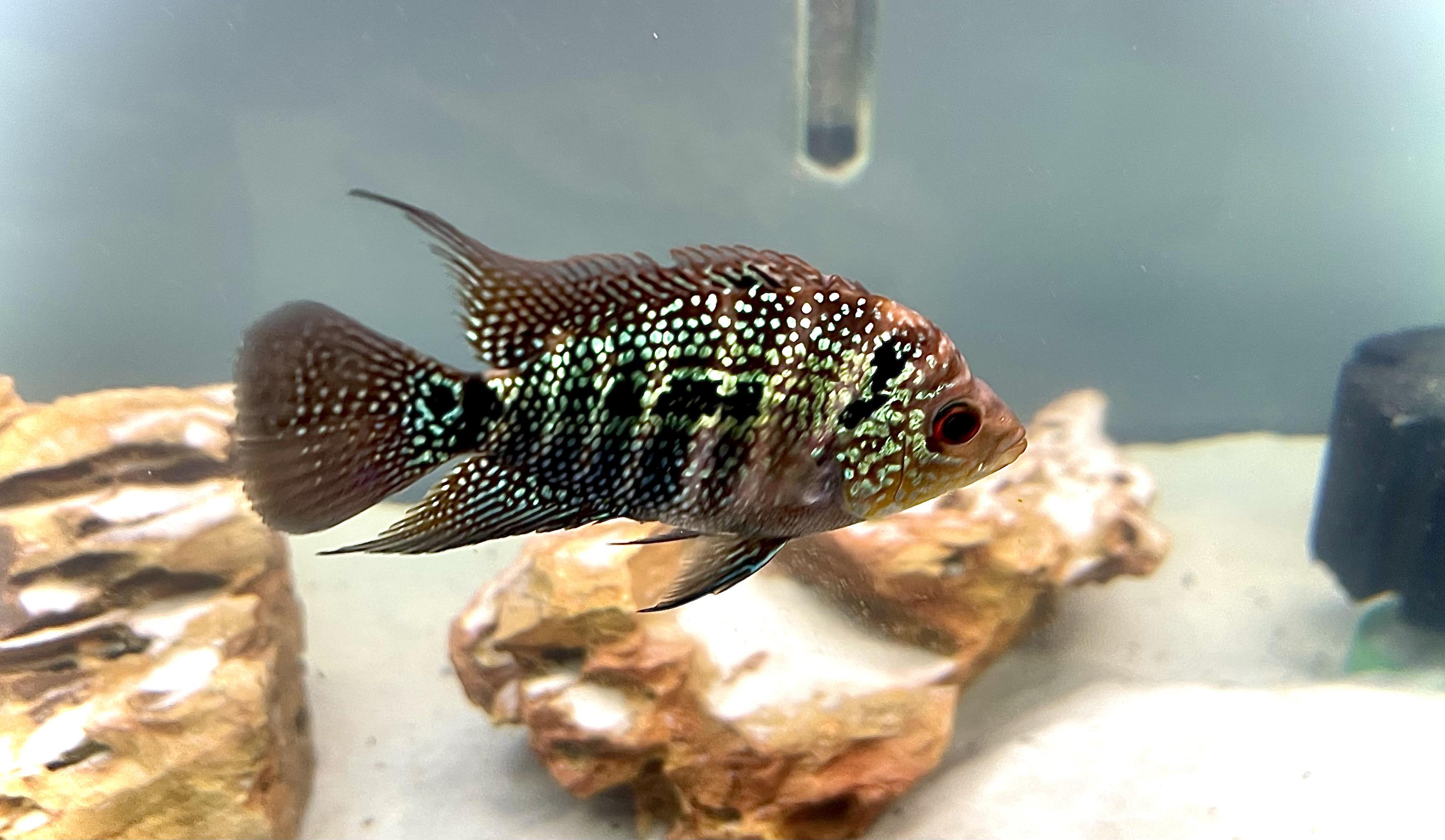 Male or Female Flowerhorn? r/AquariumPhotography_