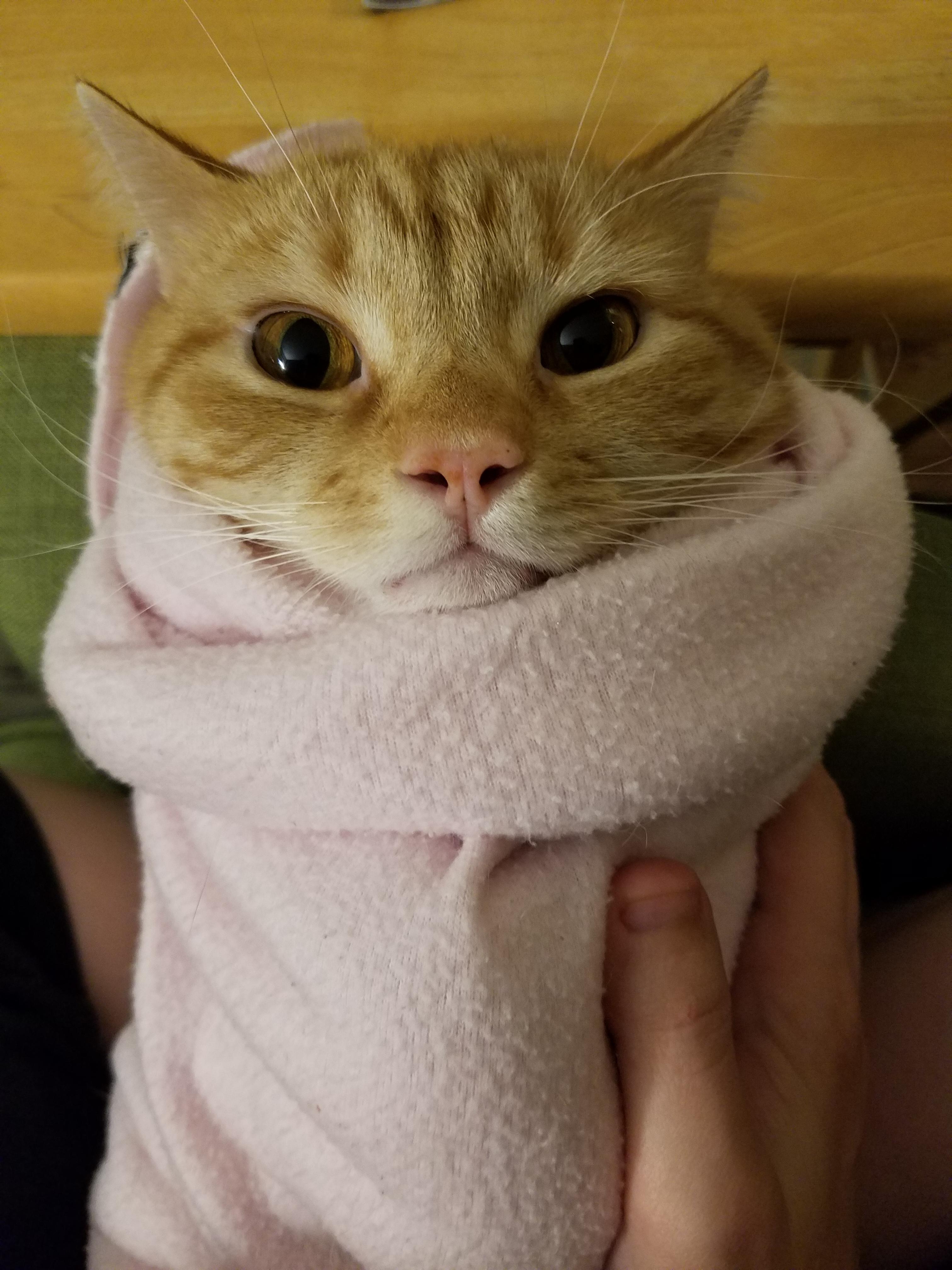 Chimney has kitty IBS so he transforms into a purrrrito for pill time