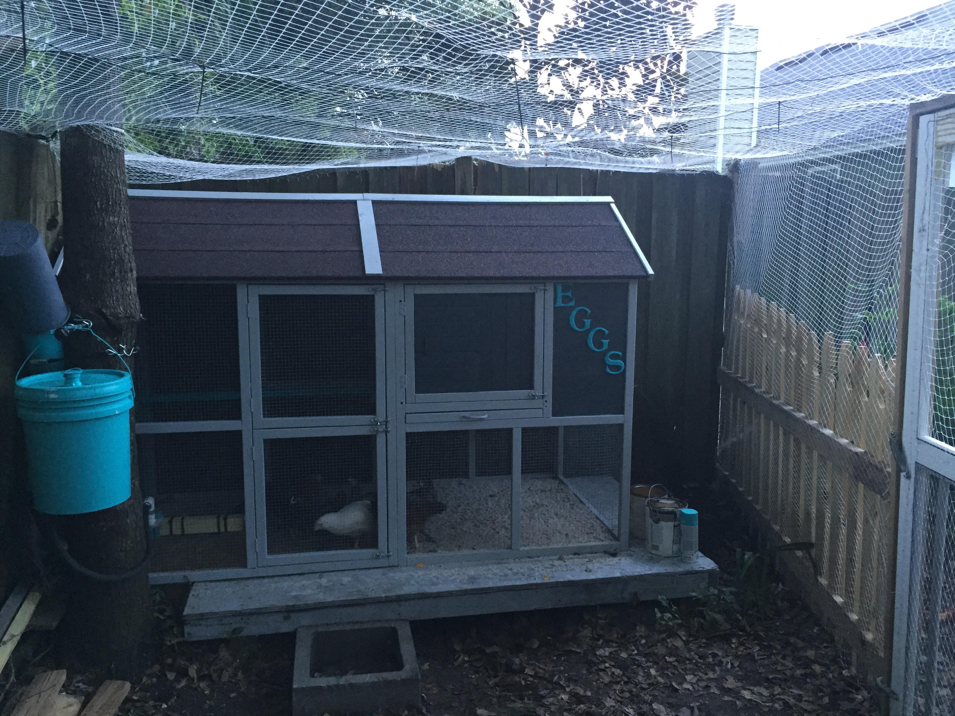 Chickens enjoying the new house r/homestead