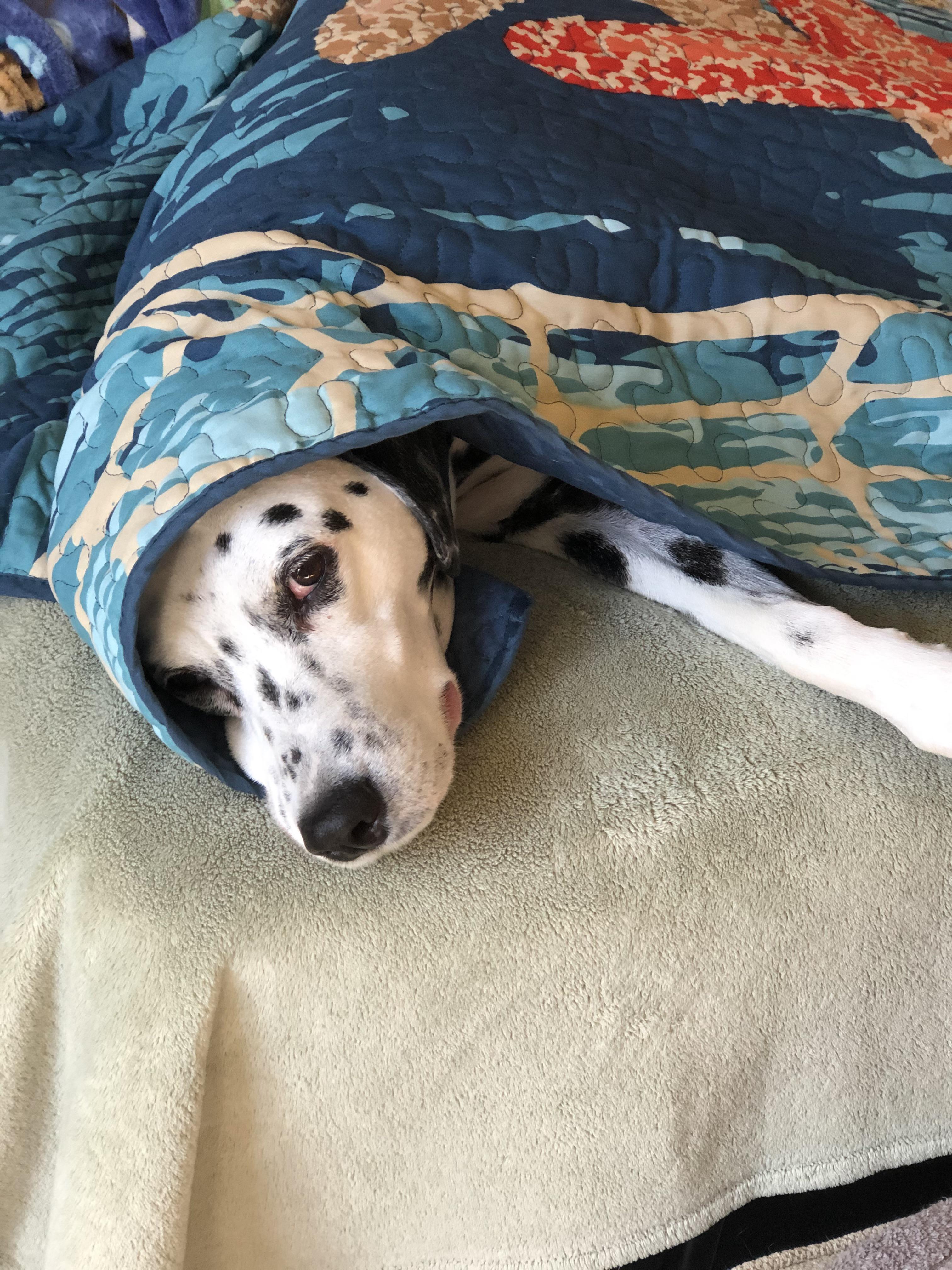 Happy Monday! 🥰Ruby is “helping me” make the bed 💕. My dogs Love to