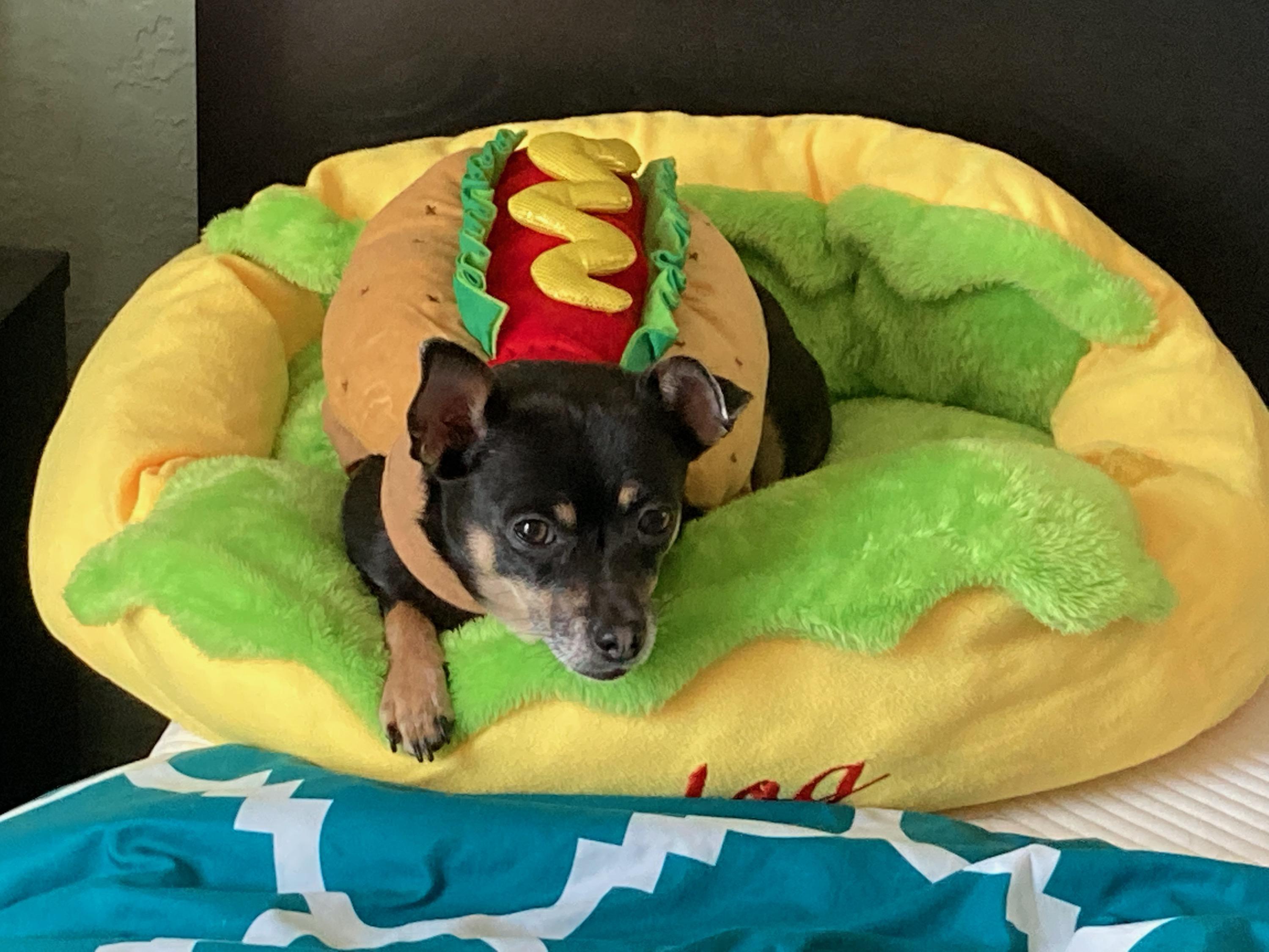 Weiner Dog Hot Dog Bed