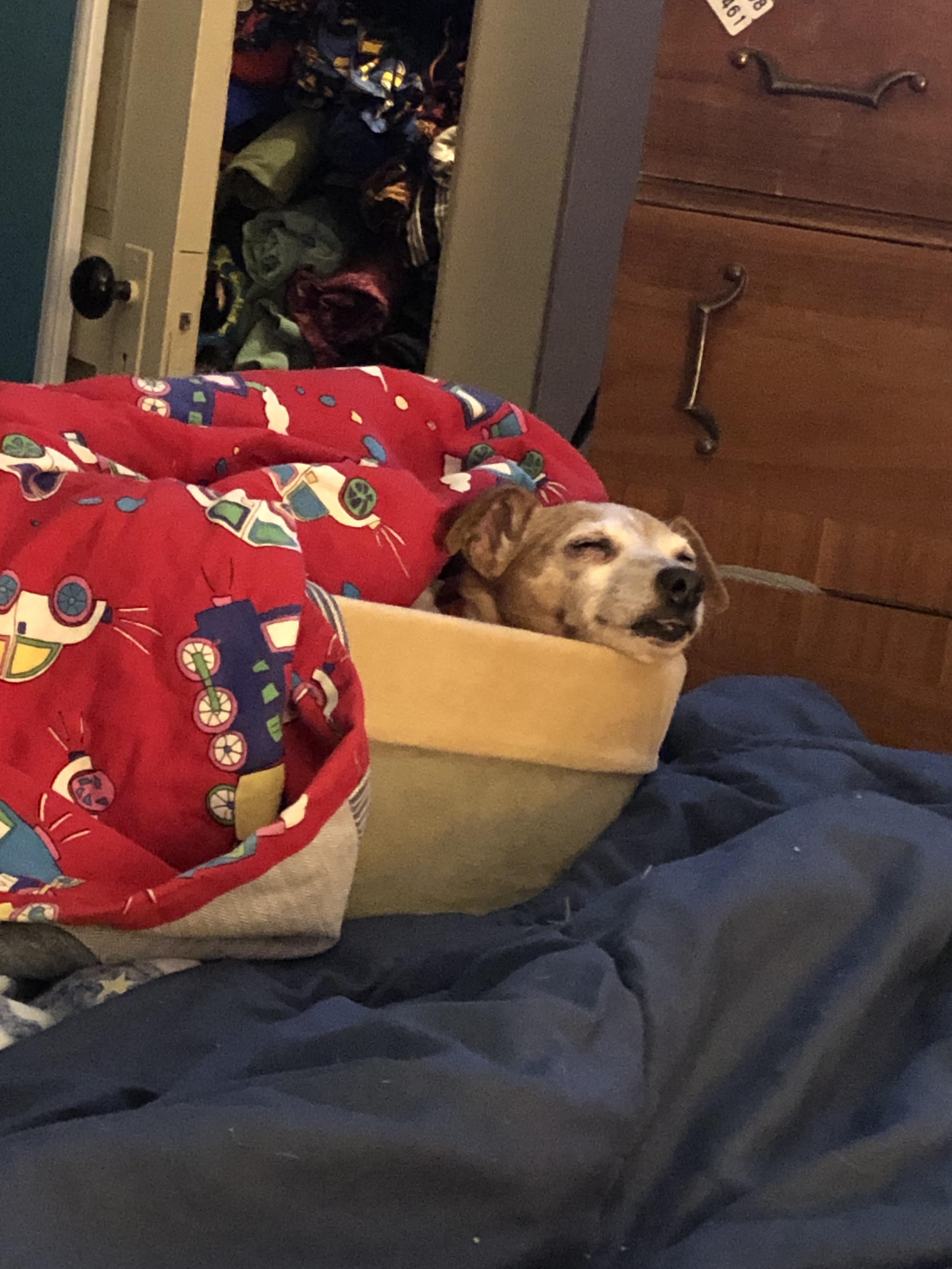 Sleeping in his new heated dog bed r/ratterriers