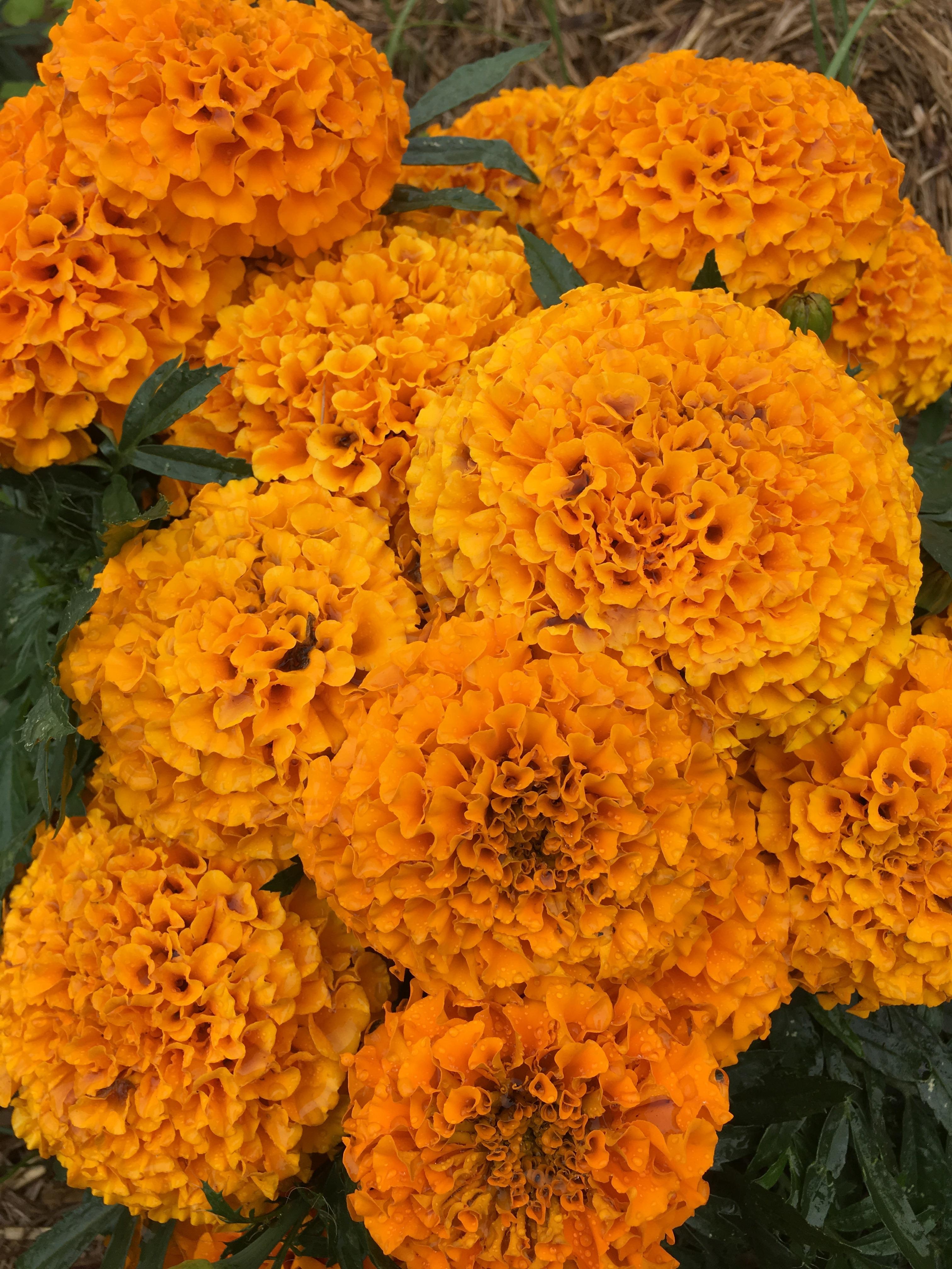 Marigolds r/flowers