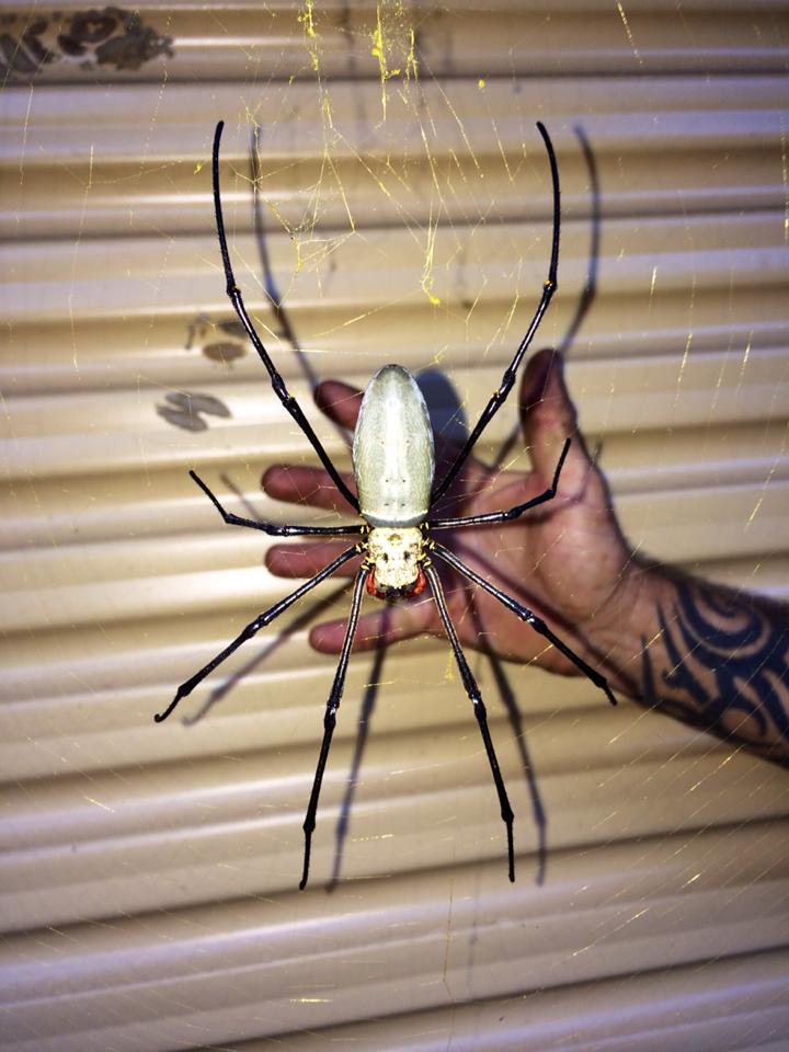 Giant Golden Orb Spider. South East Queensland. r/oddlyterrifying