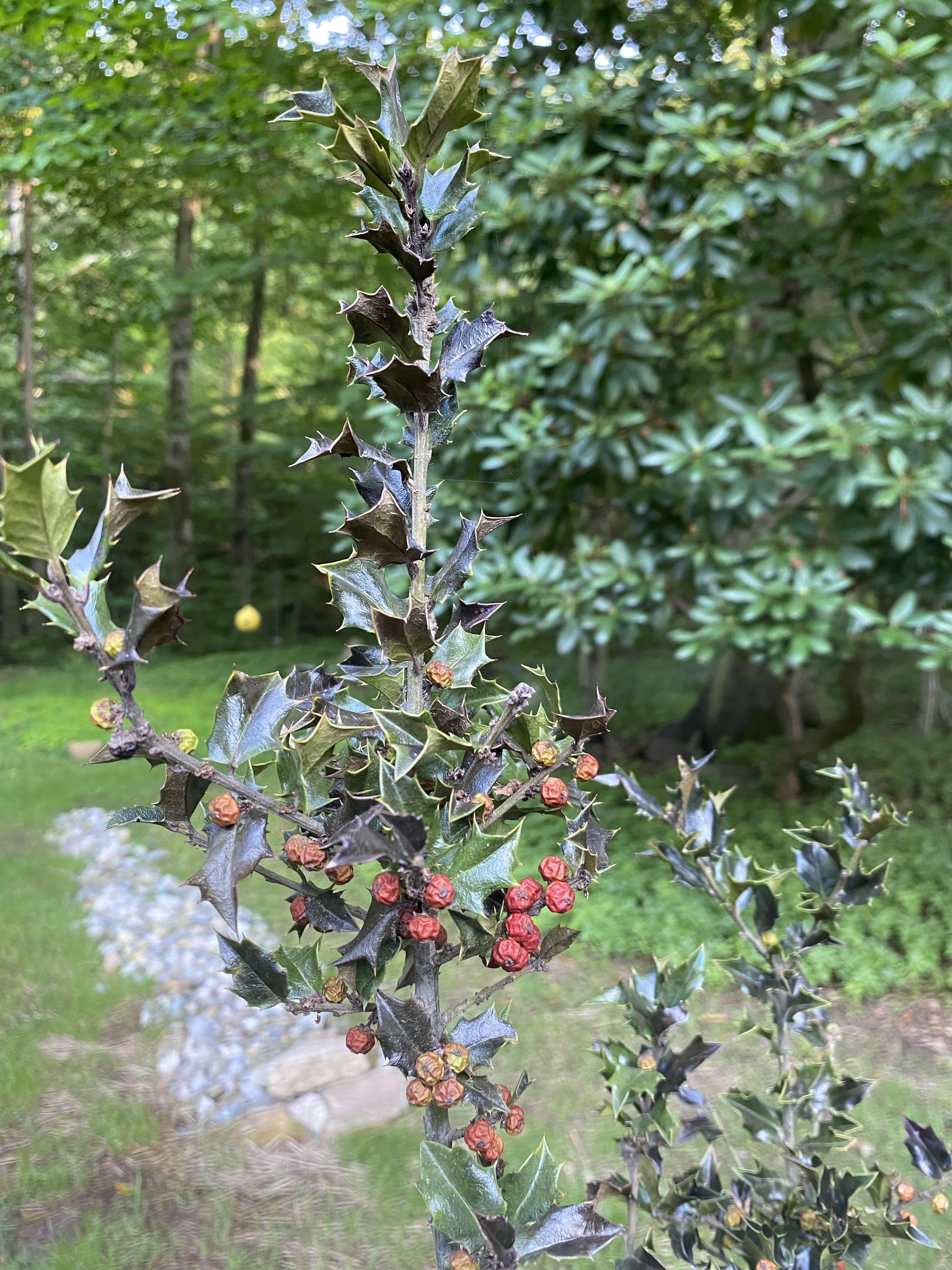 What is wrong with my Holly? I planted two this spring in NJ and one is