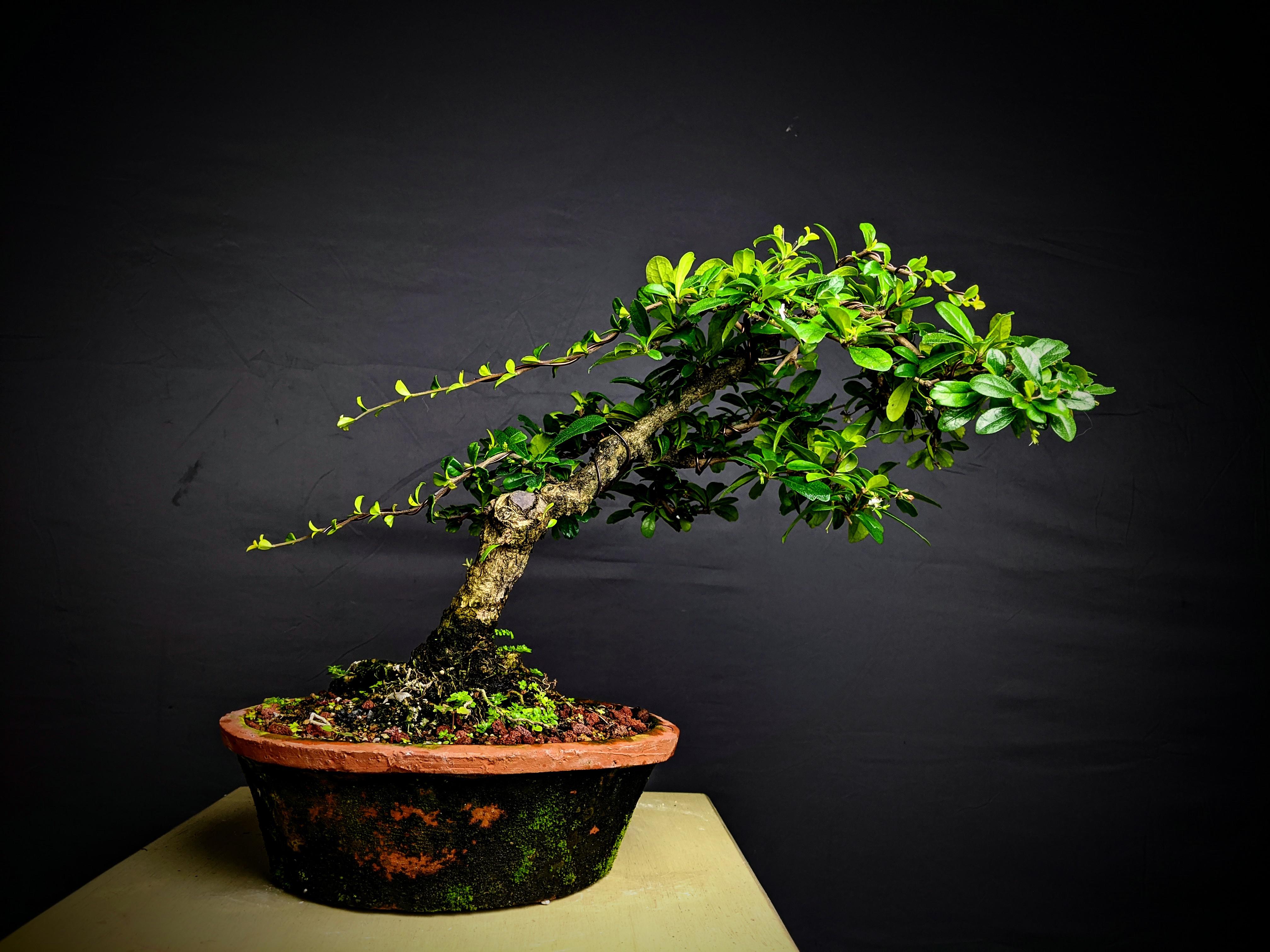 Not your average Fukien Tea r/Bonsai