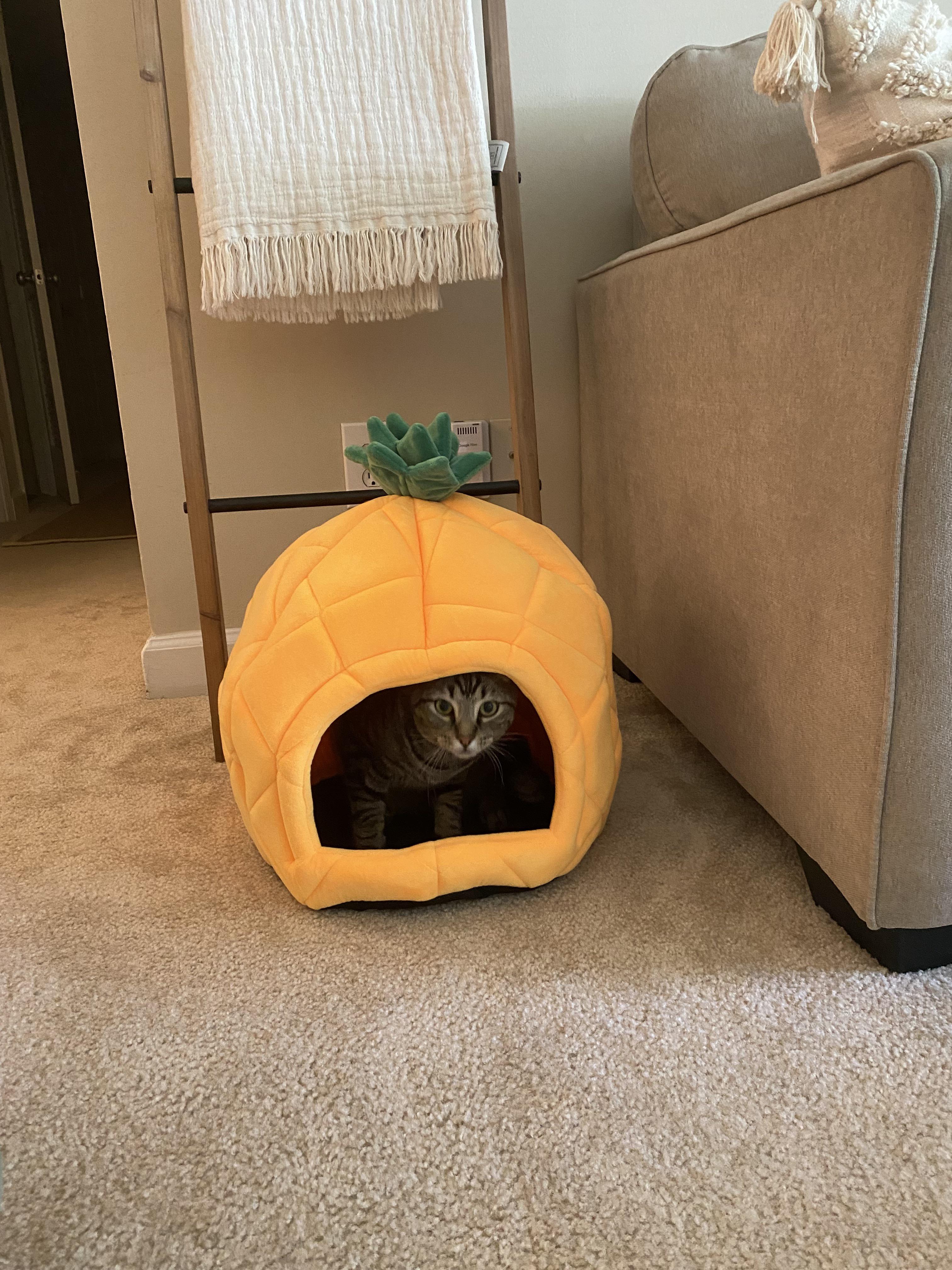 I finally got him to go inside r/aldi