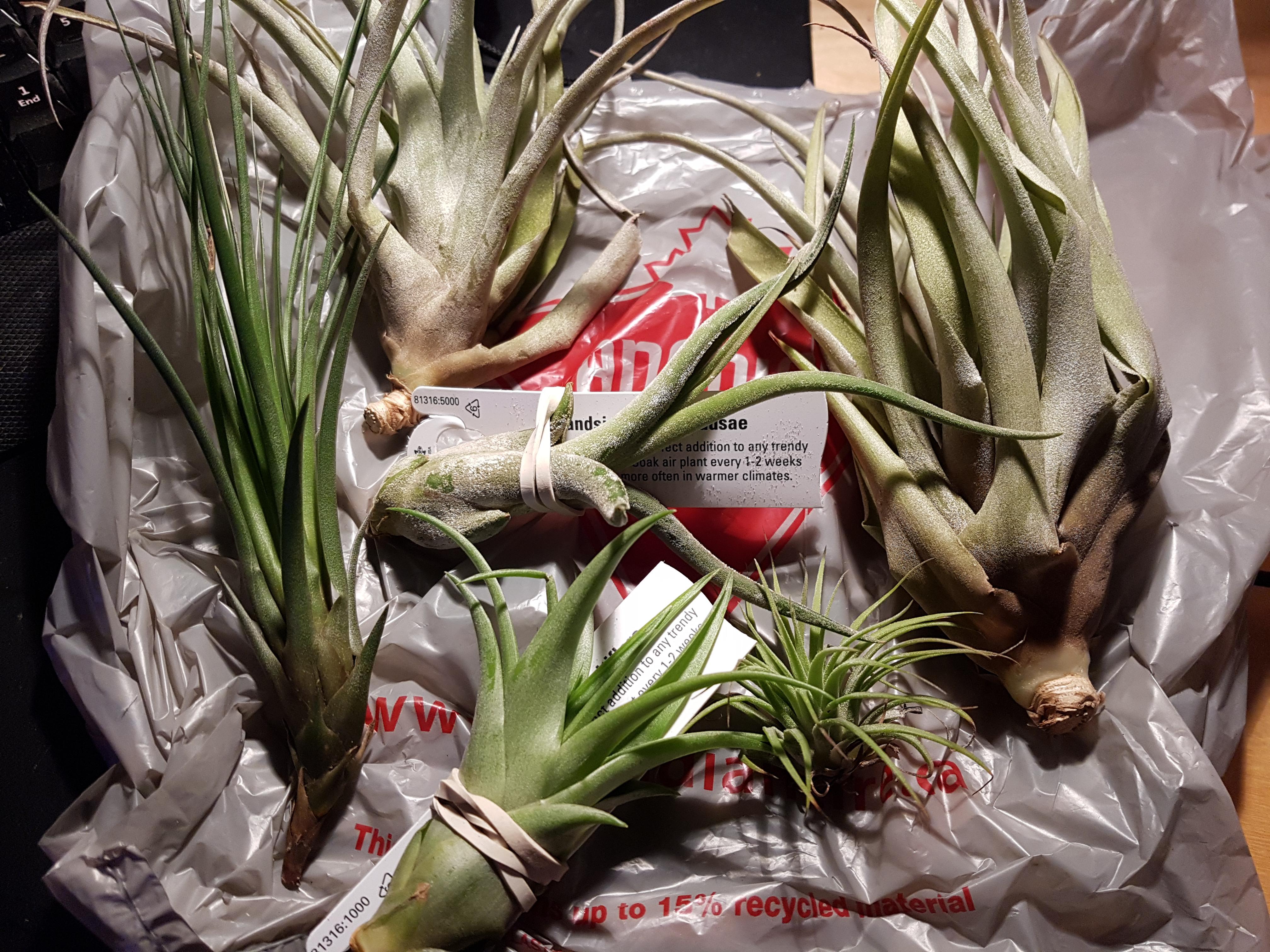 3 air plants at Canadian Tire! Tempted to go back for more but I think