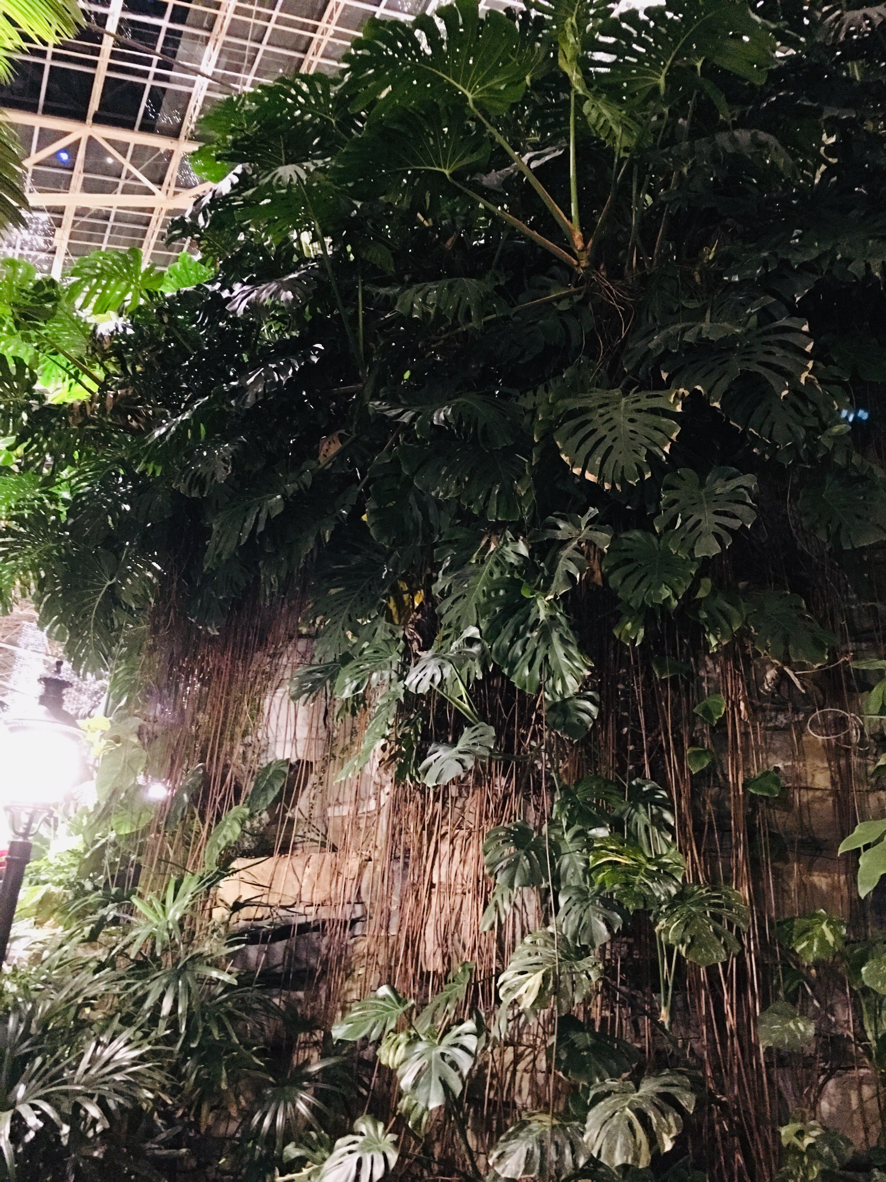Monstera porn. Gaylord Opryland Resort, Nashville, TN. Those aerial