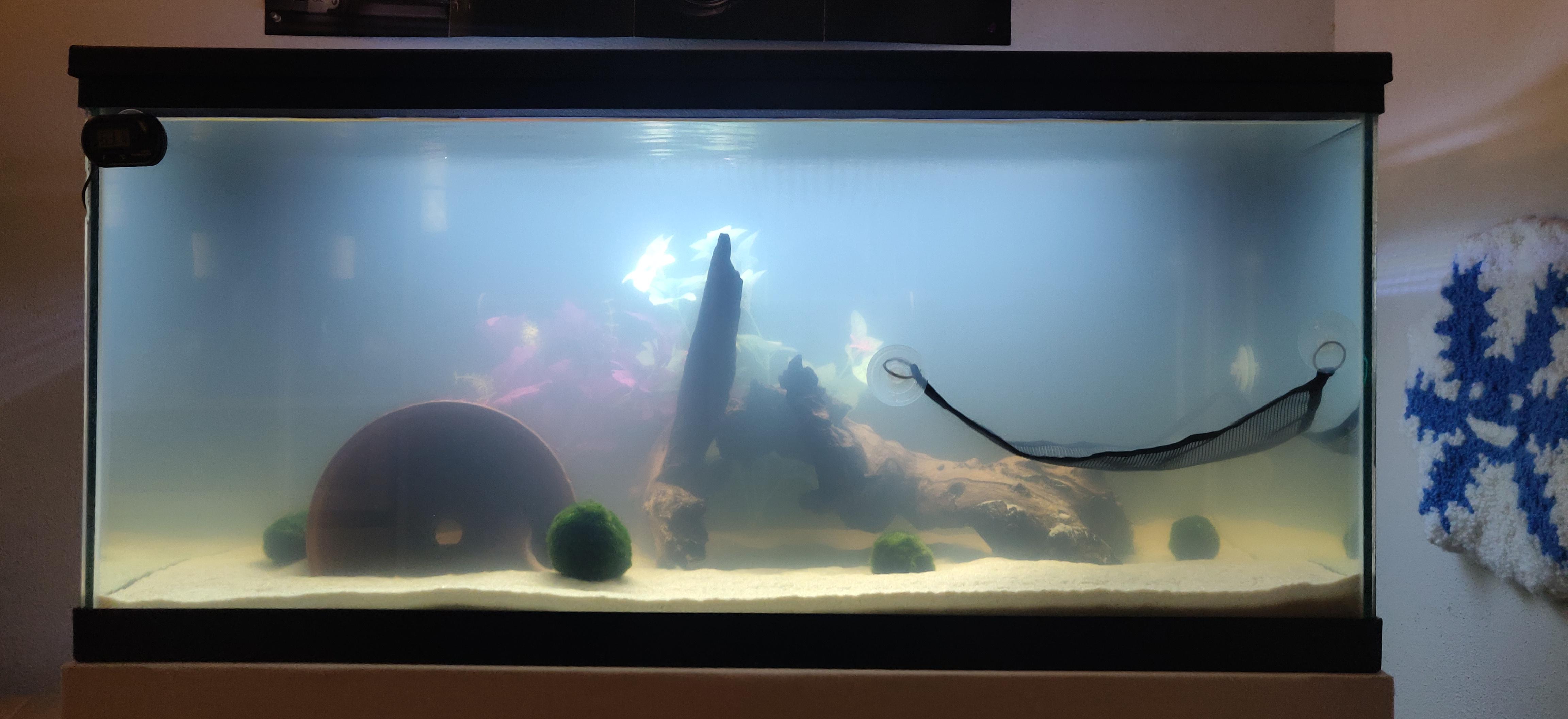 Why is My Axolotl Tank Cloudy AMPHIPEDIA
