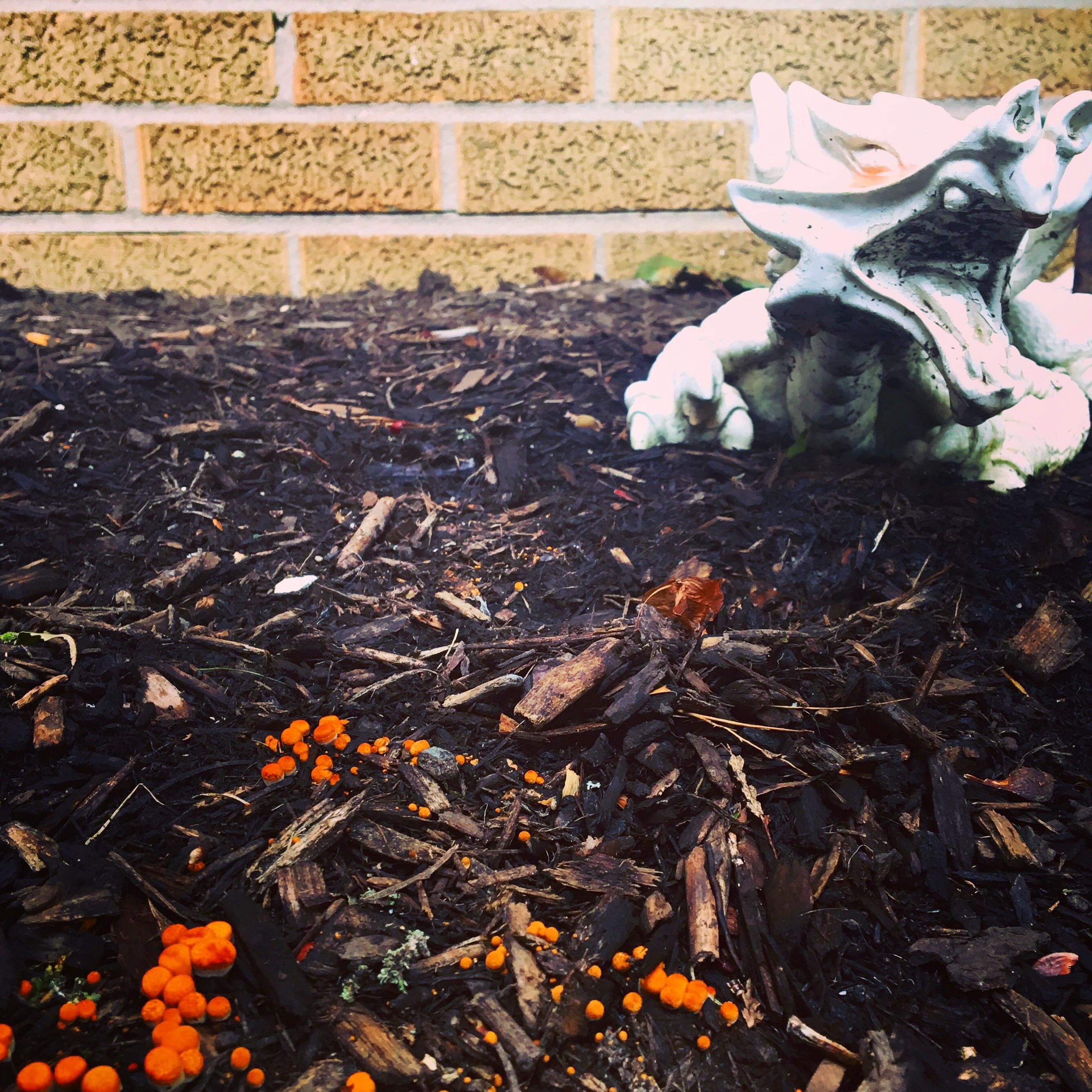 What are these orange balls? r/mycology