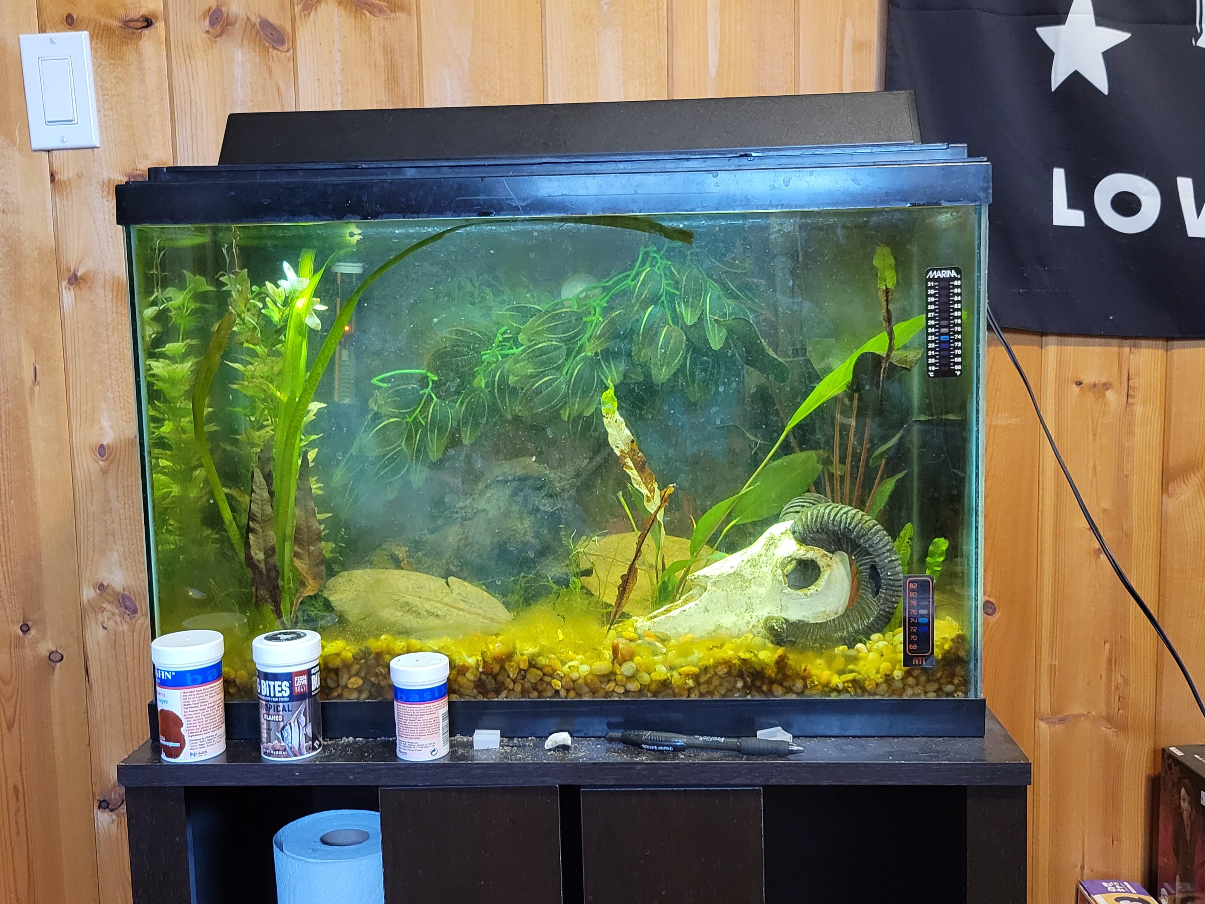 I remembered why I liked keeping aquariums now r/Aquariums