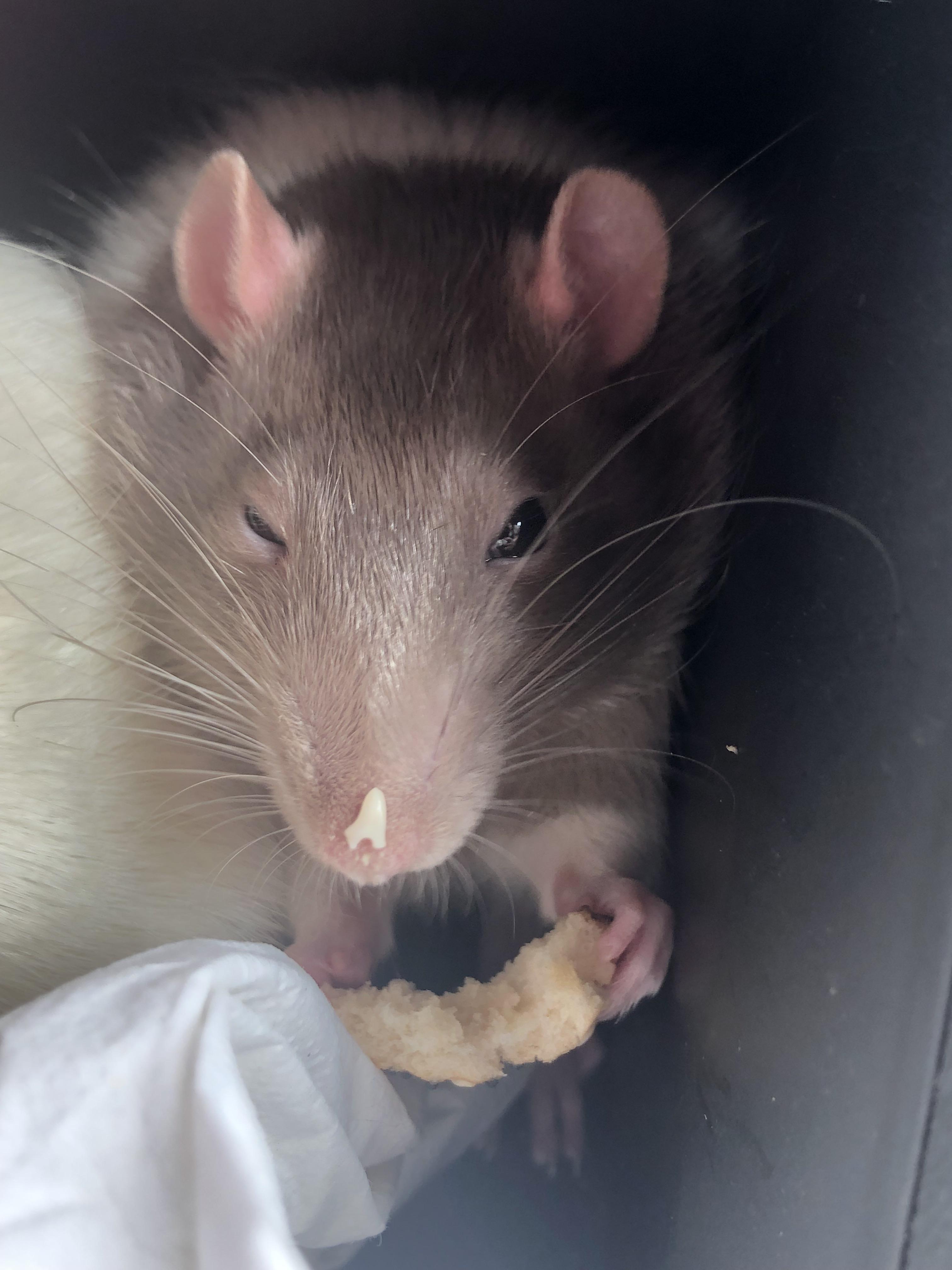 Cream cheese nose r/rat
