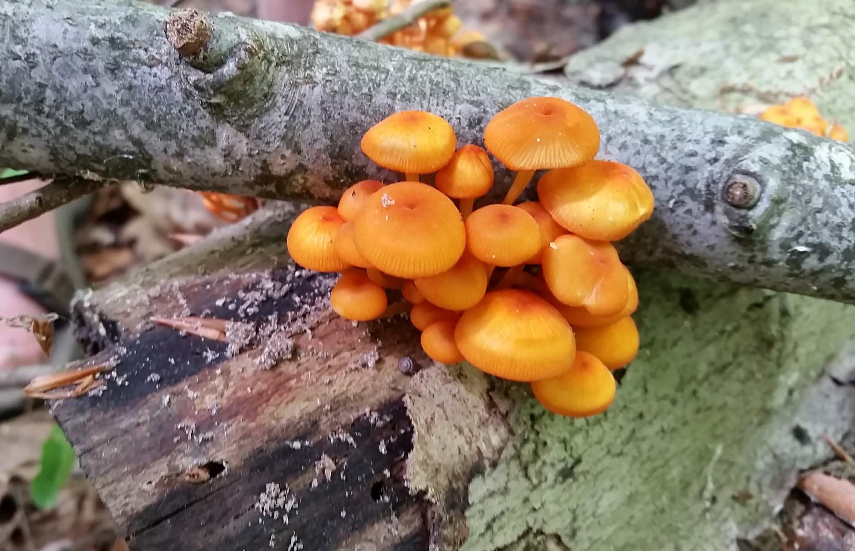 lots of orange mycena mushrooms are coming out in NW PA r/mycology