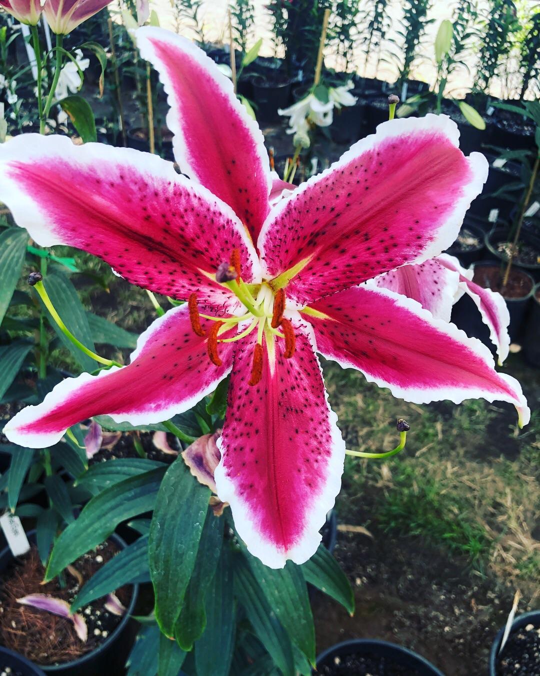 I feel like some of the flower festivals are extremely underrated