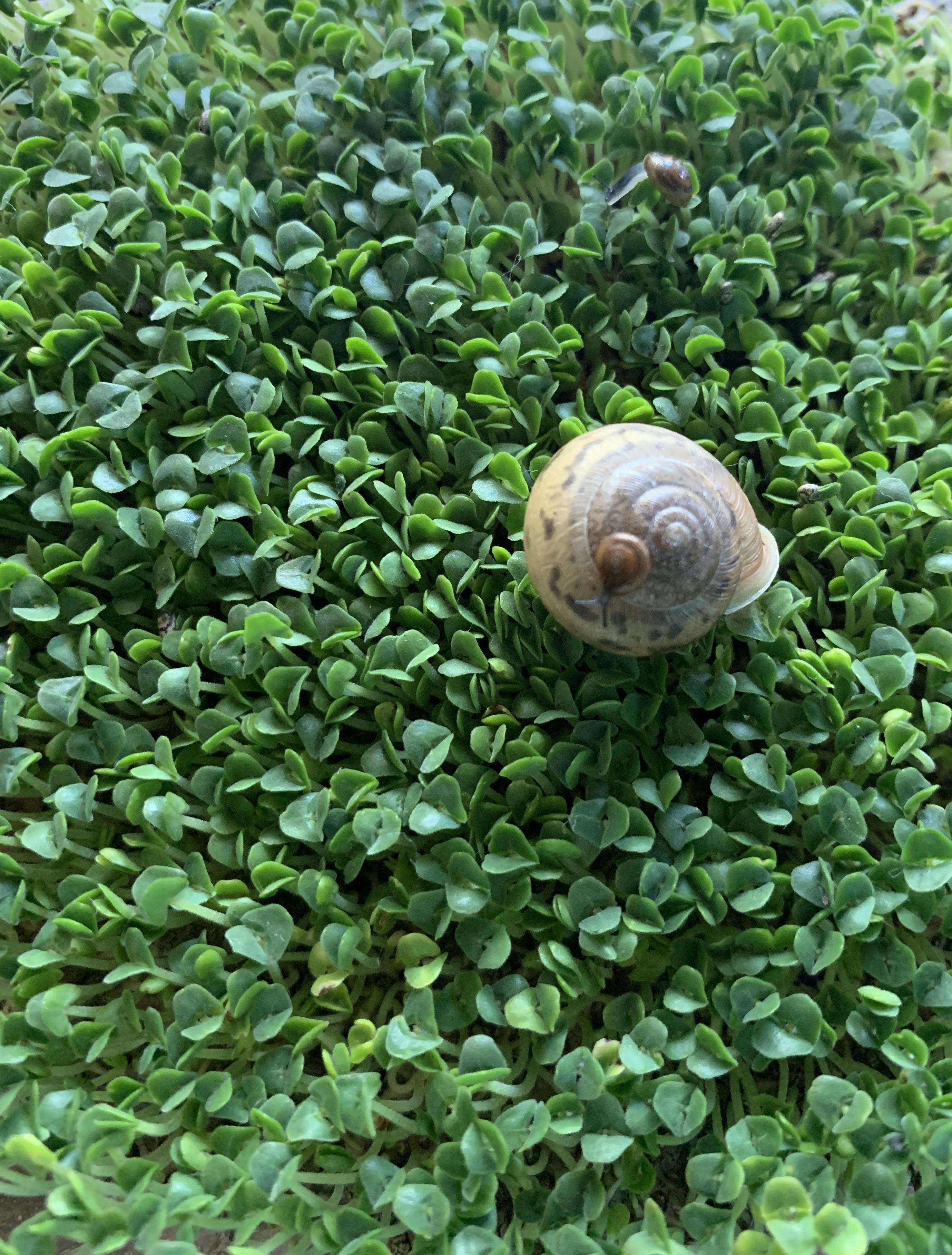 Snail on snail on chia patch! r/snails