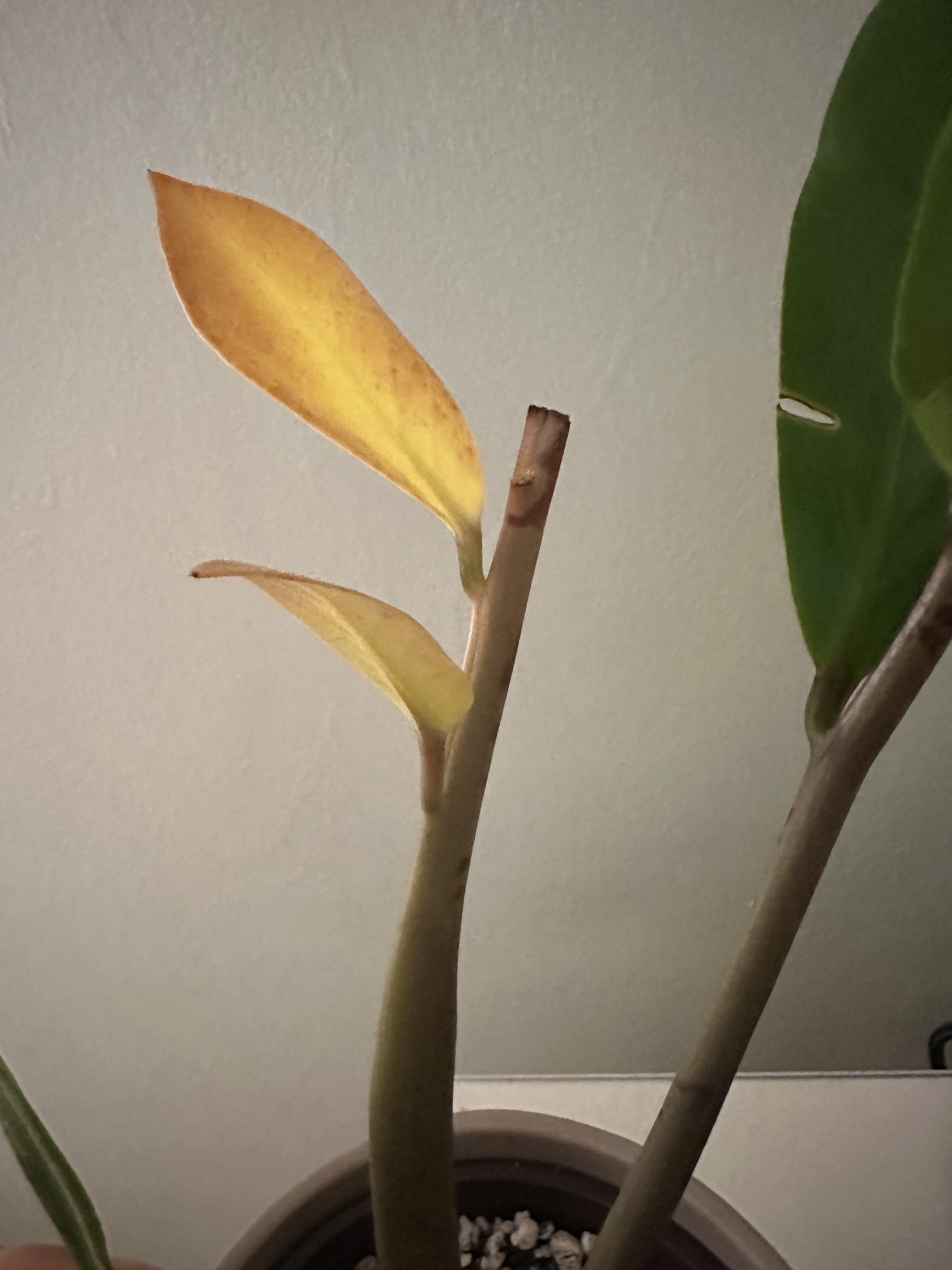 Does this stem of zz gonna grow any new leaves or i just cut it and try