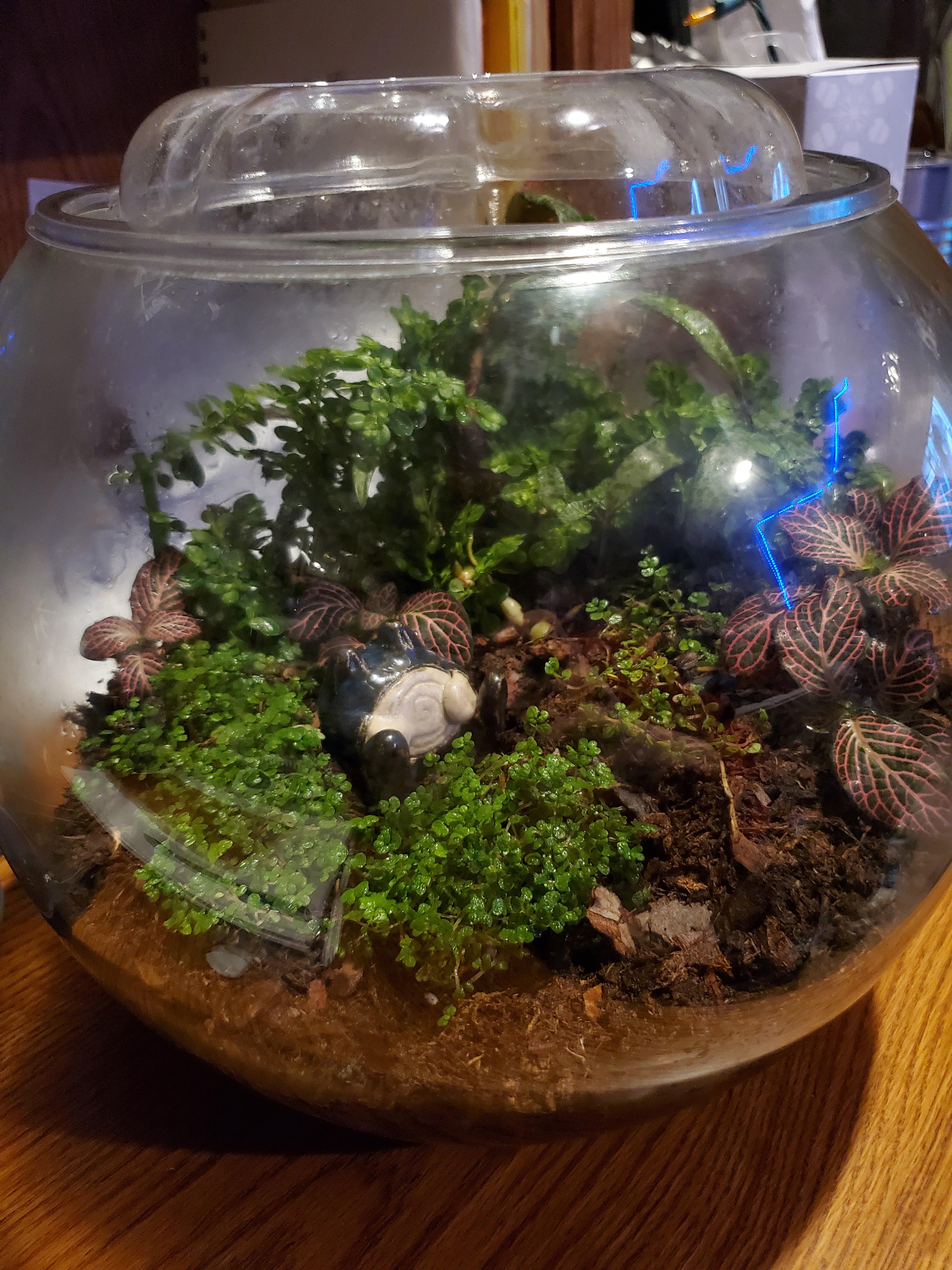 Made my first terrarium the other day and absolutely loved it! Inside I