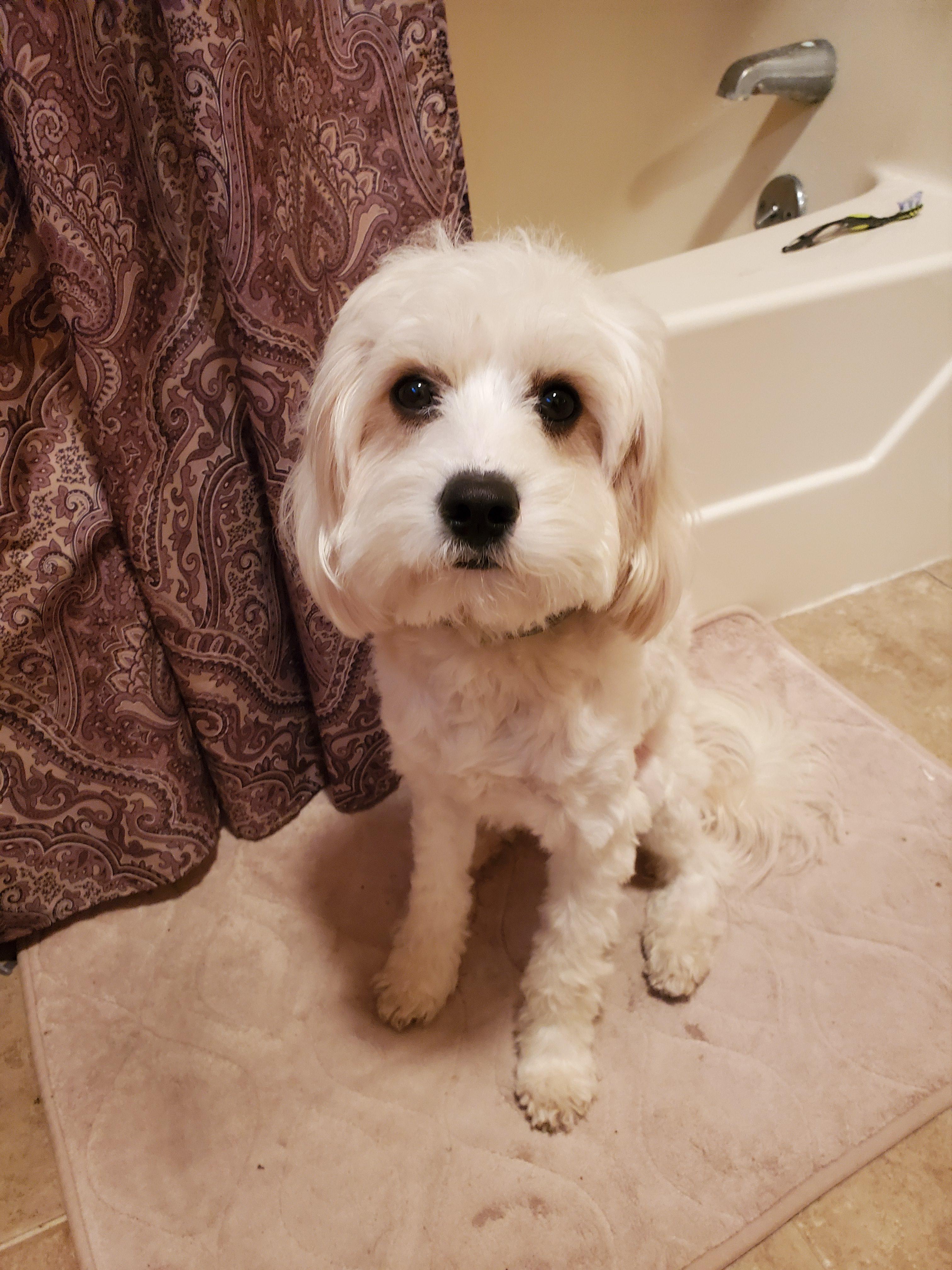 What is your cavachons personality like? r/cavachon