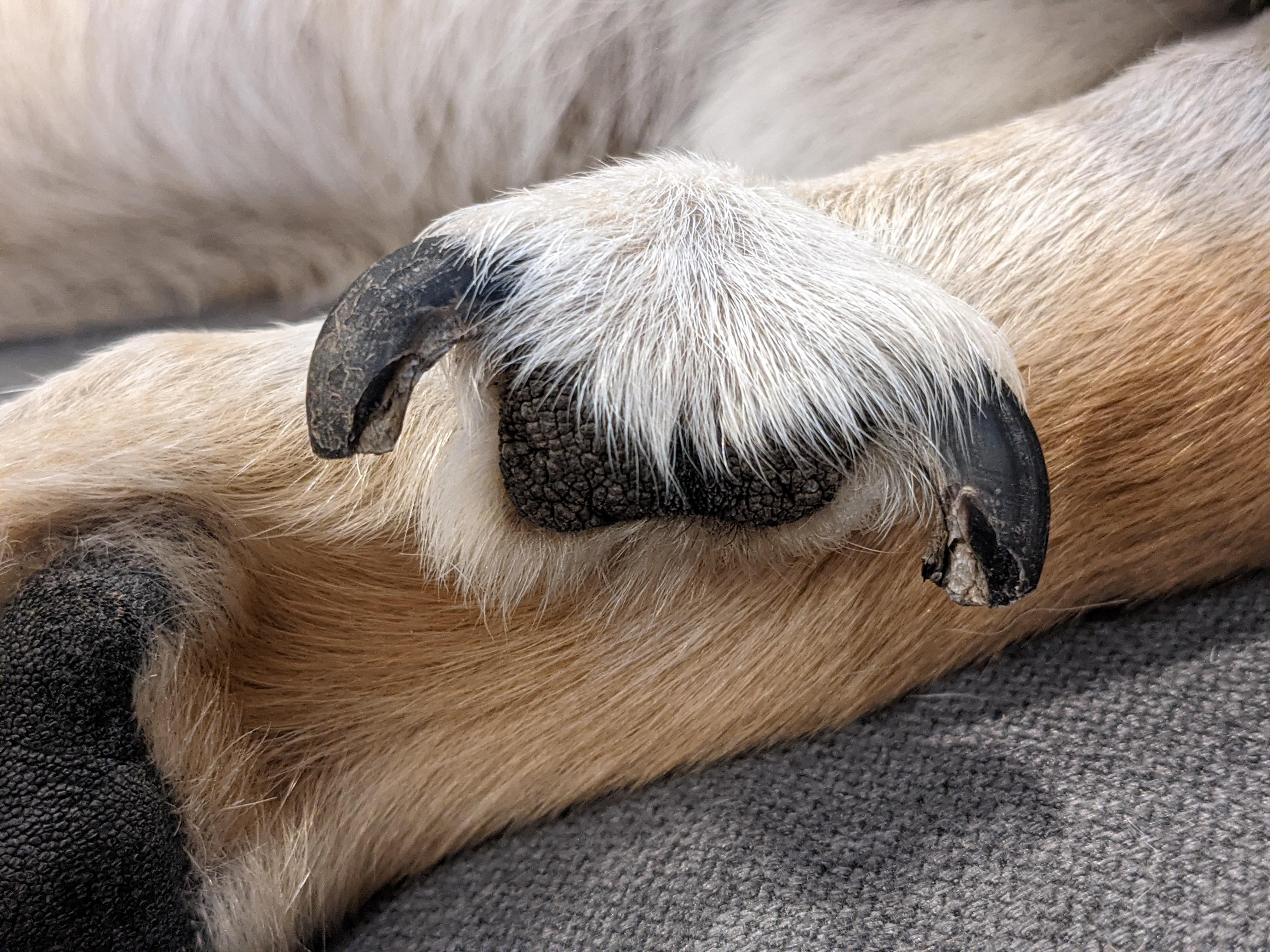 PsBattle This dog's doubledewclaws