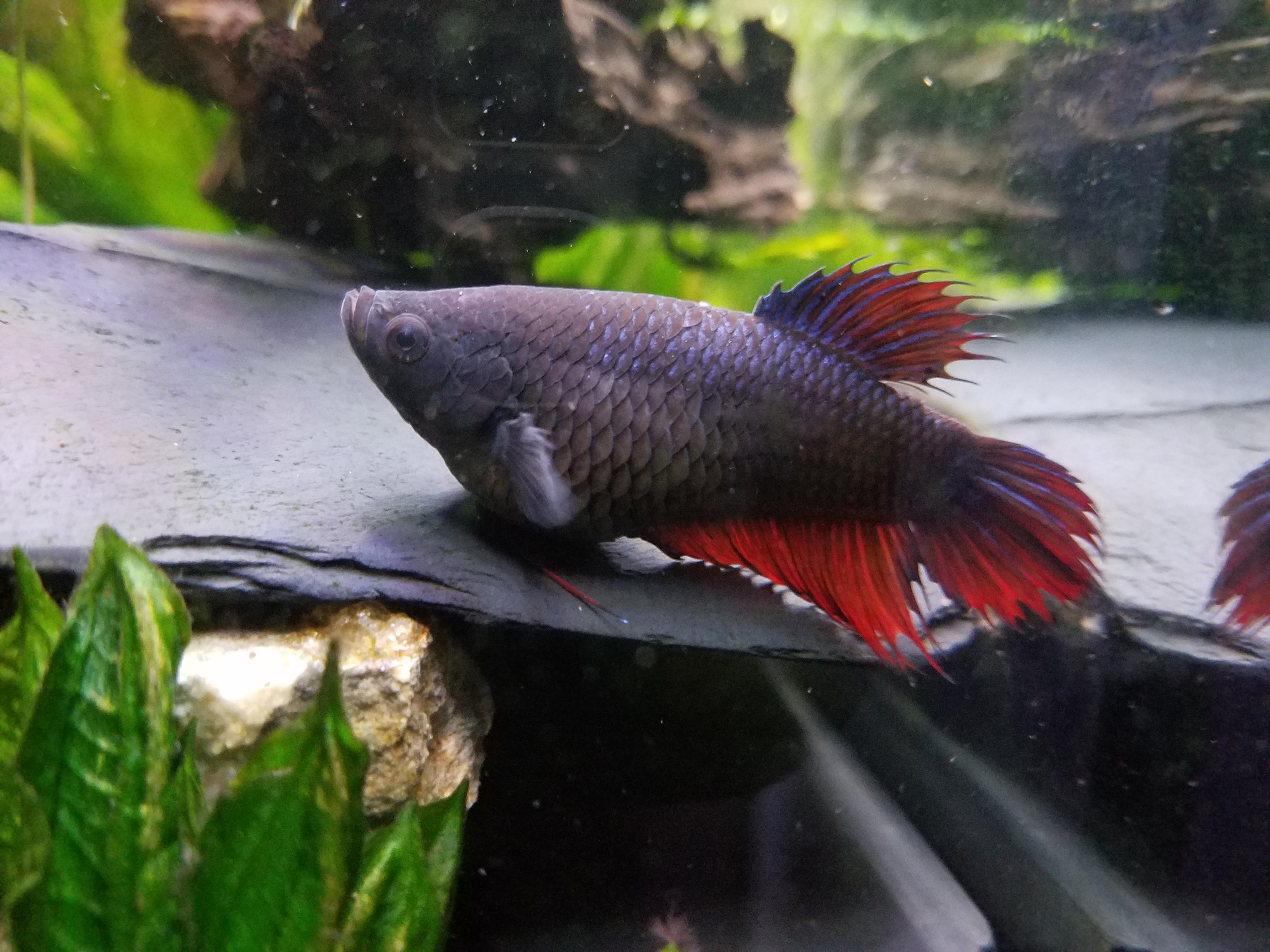 Female Betta Fish Eating Eggs BETTAKUS