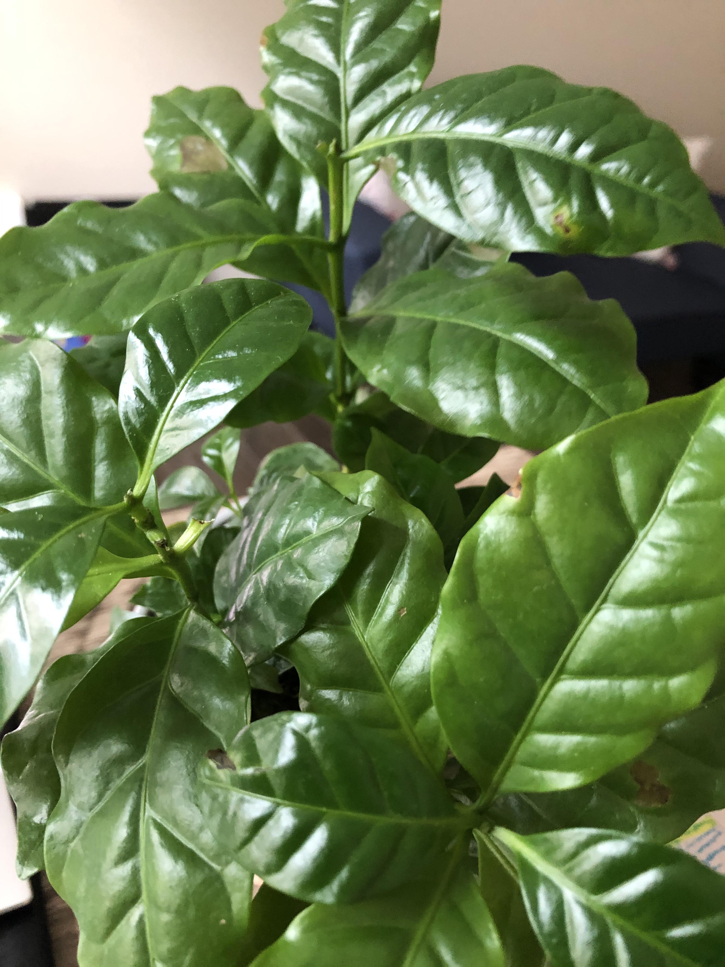 what are these brown spots on my coffee plant? r/plantclinic