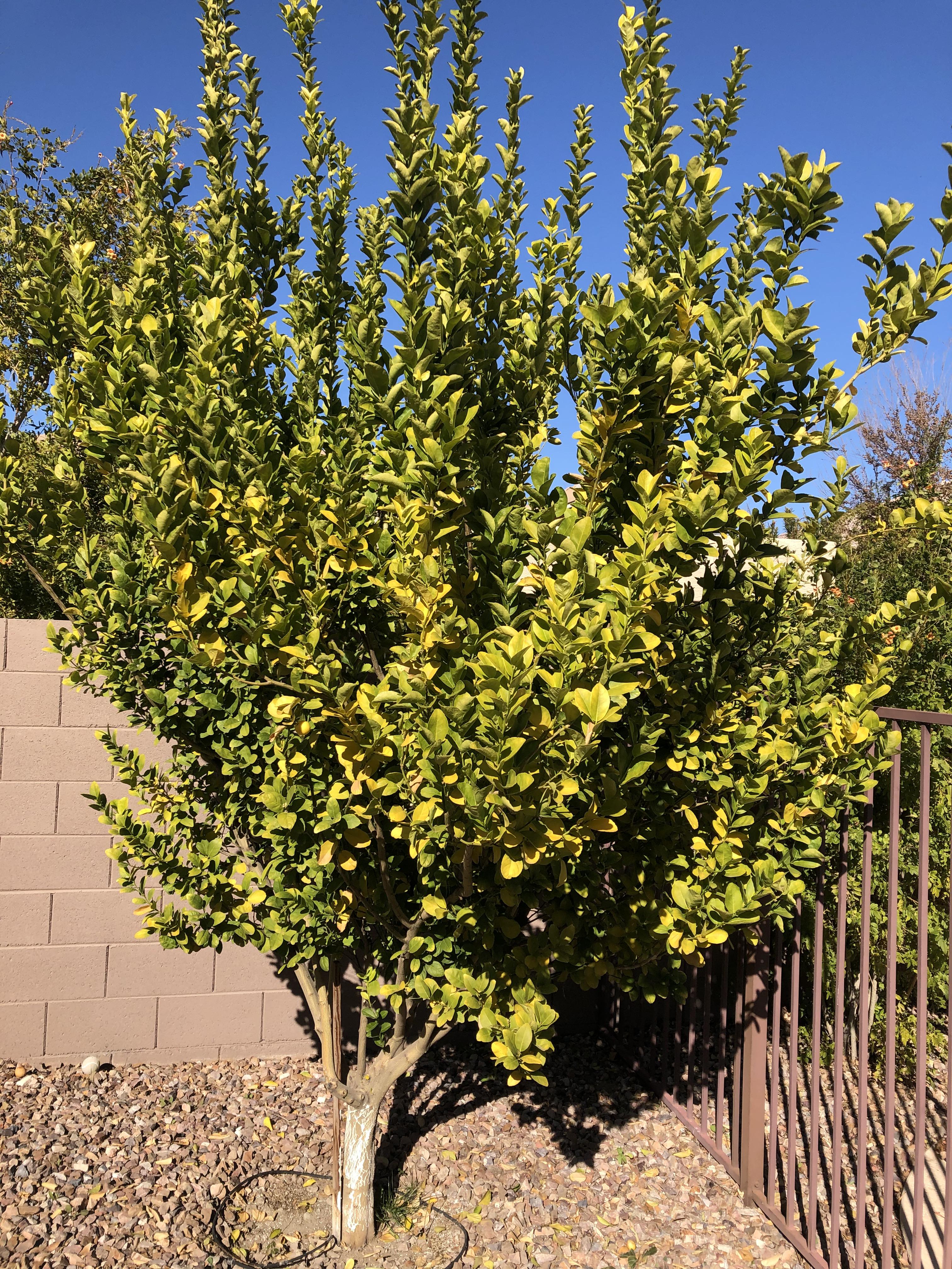 Mexican Lime tree leaves are turning yellow. What causes this and