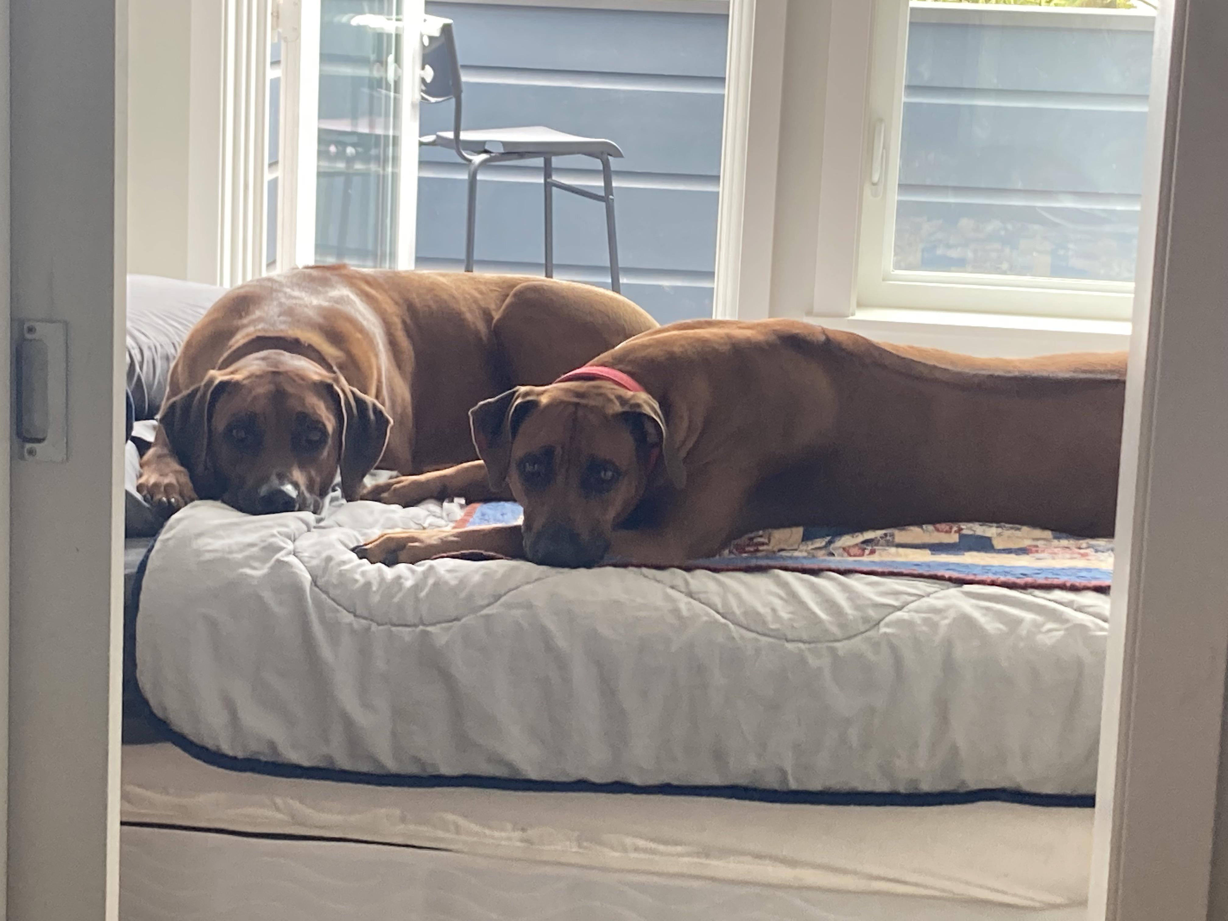 Blue and Ruby r/ridgebacks