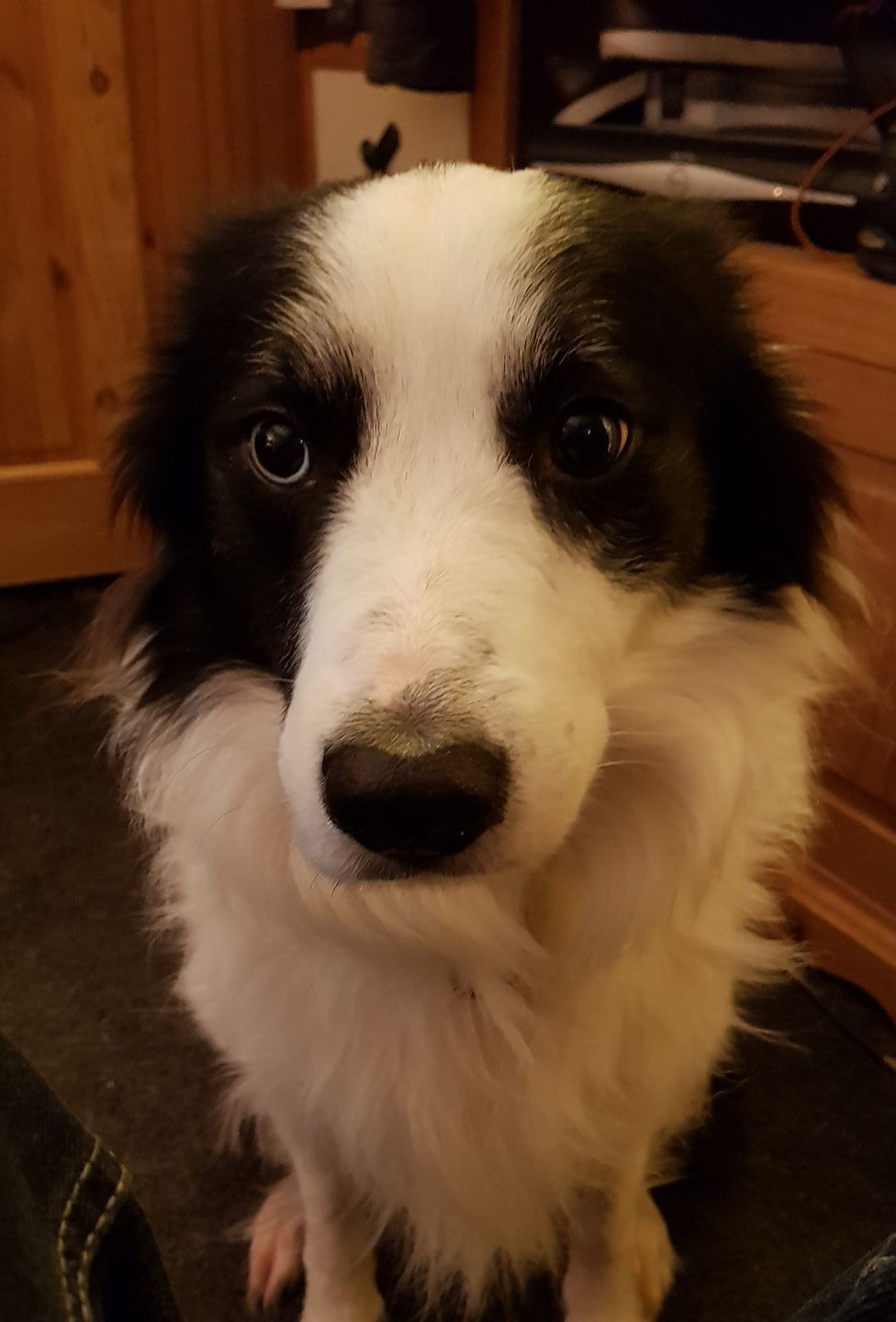 My Border Collie, Freddy. He has one blue eye and one