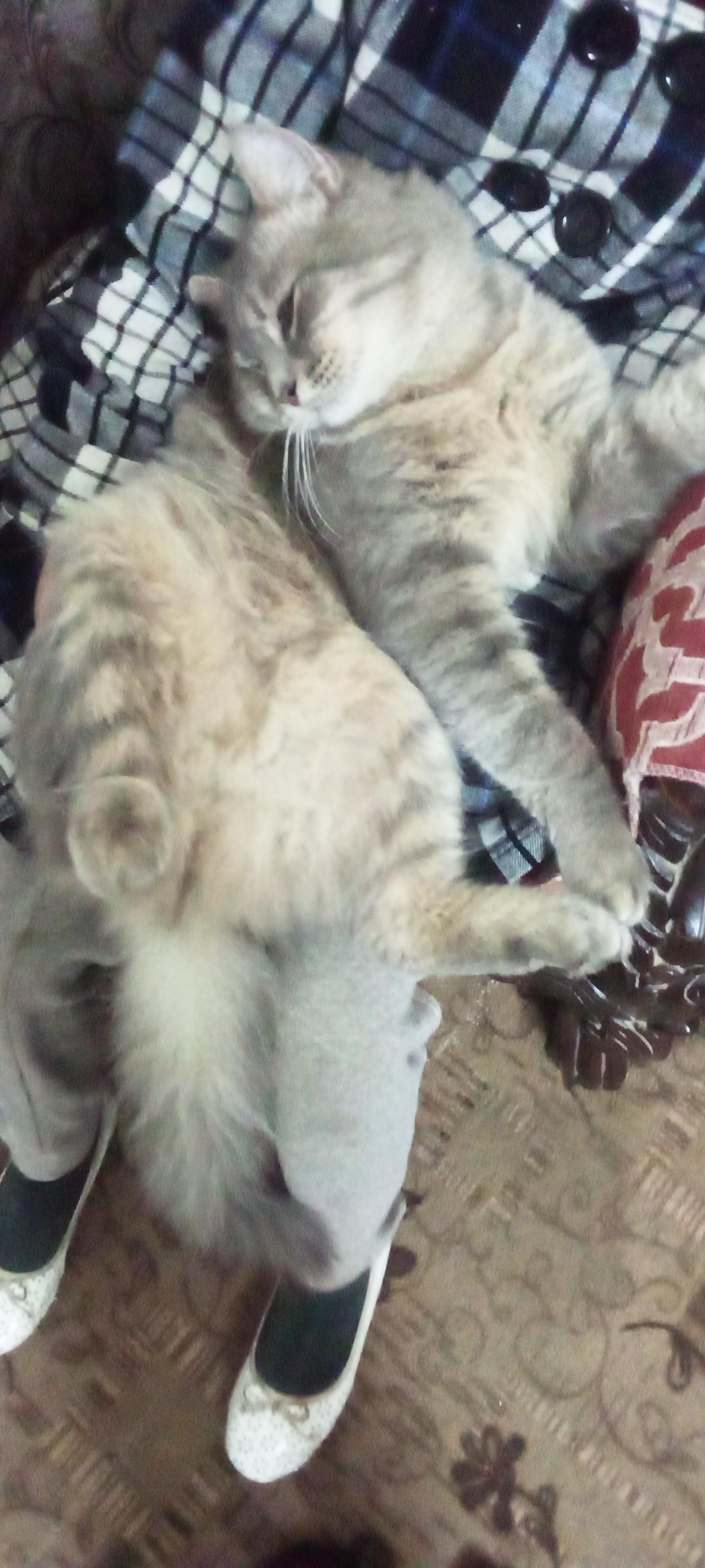 Anyone has a Persian kitten for adoption i lost mine recently if anyone