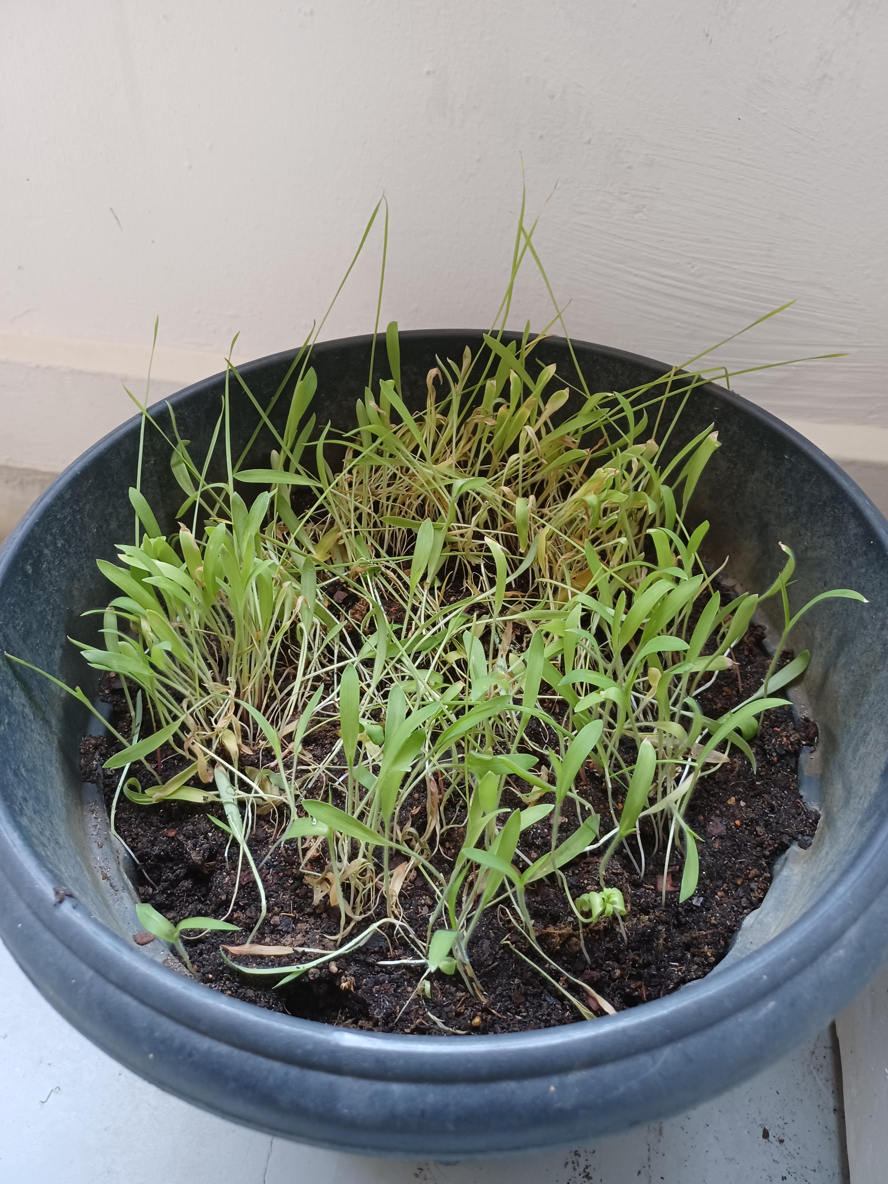 Does anyone know how to grow millet for budgies. Everytime I try to