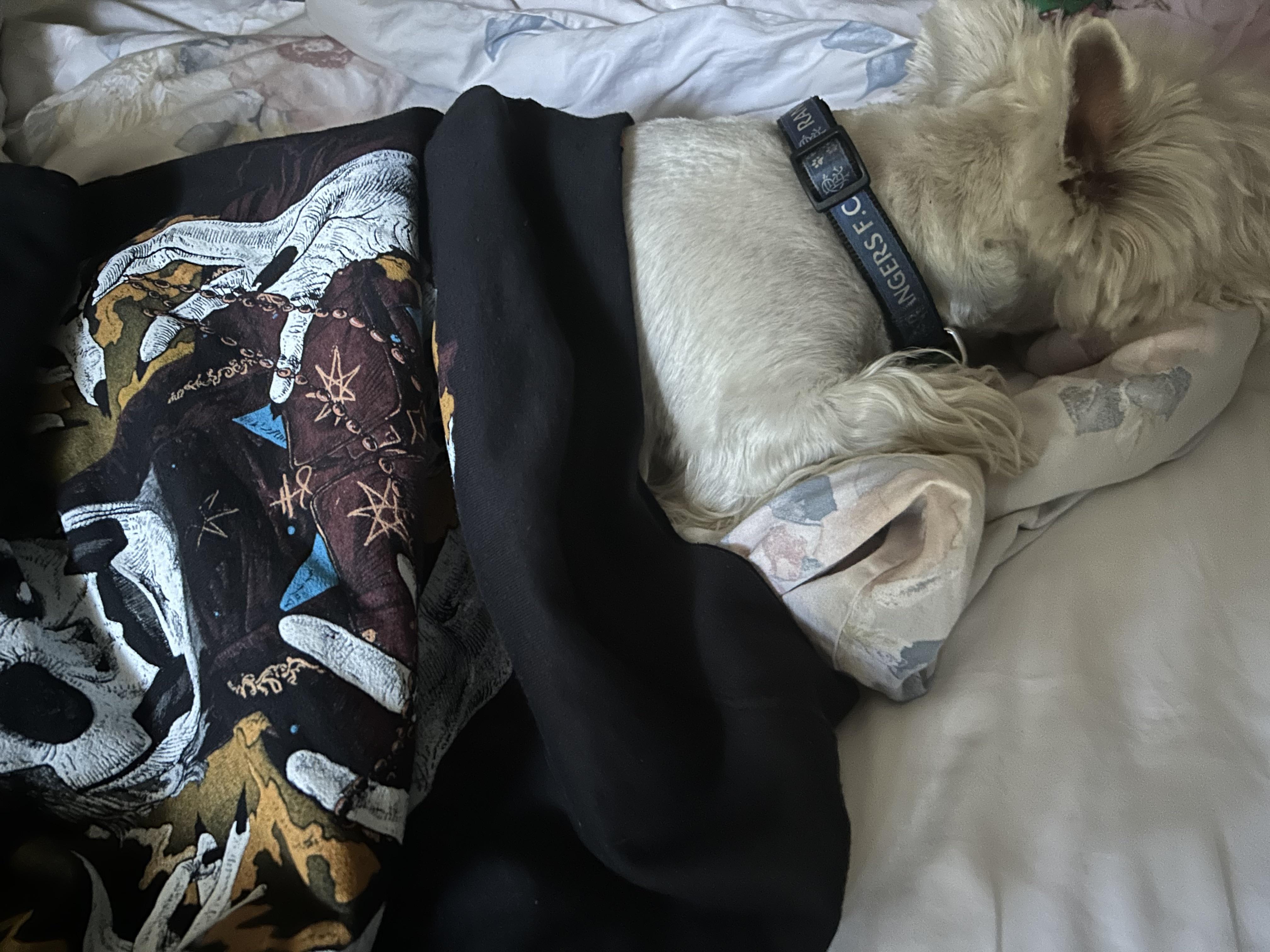 my dog refuses to rest unless i put the copia hoodie on him r/Ghostbc