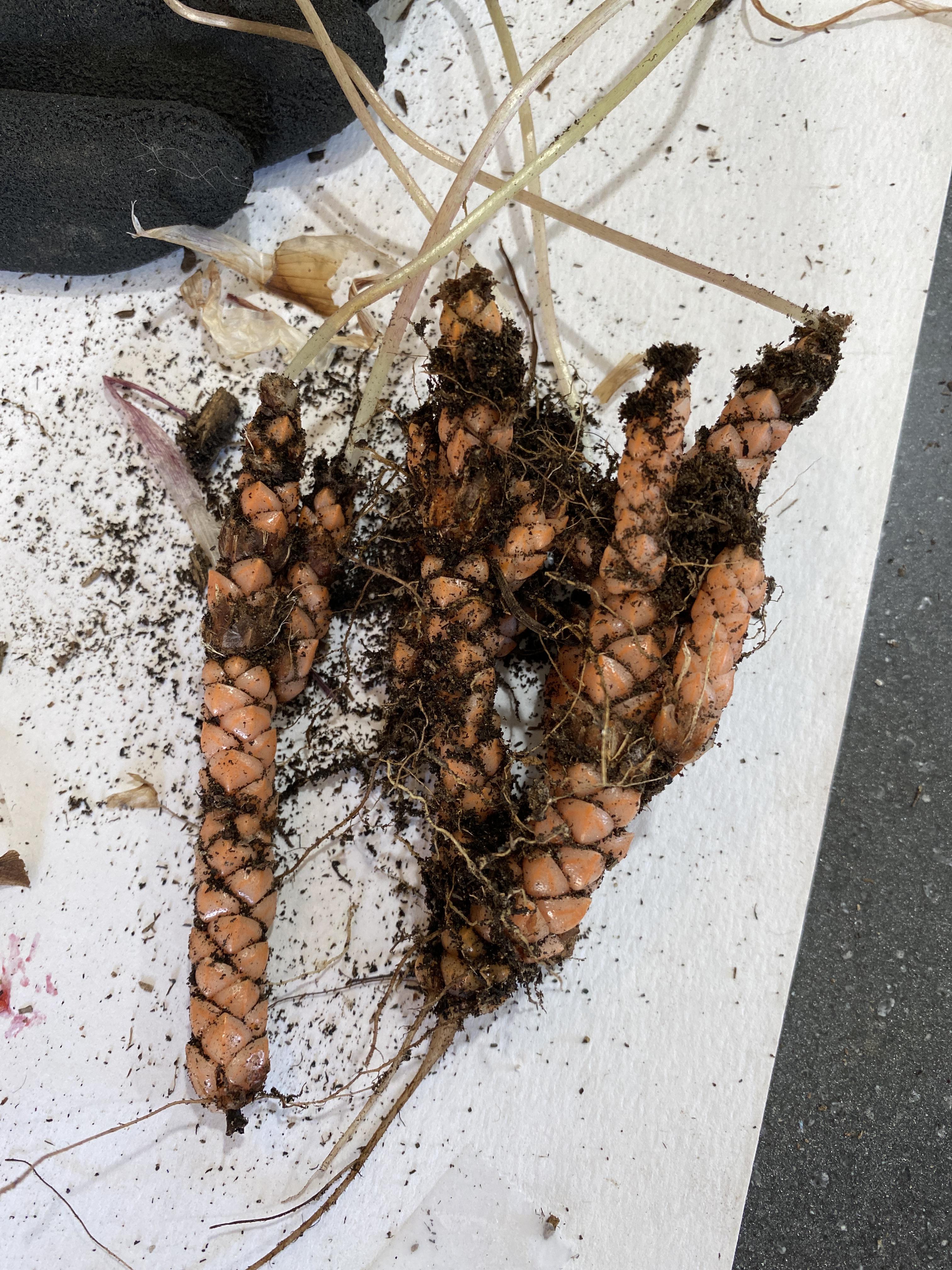 I had NO IDEA this is what Oxalis roots look like and it bothers me