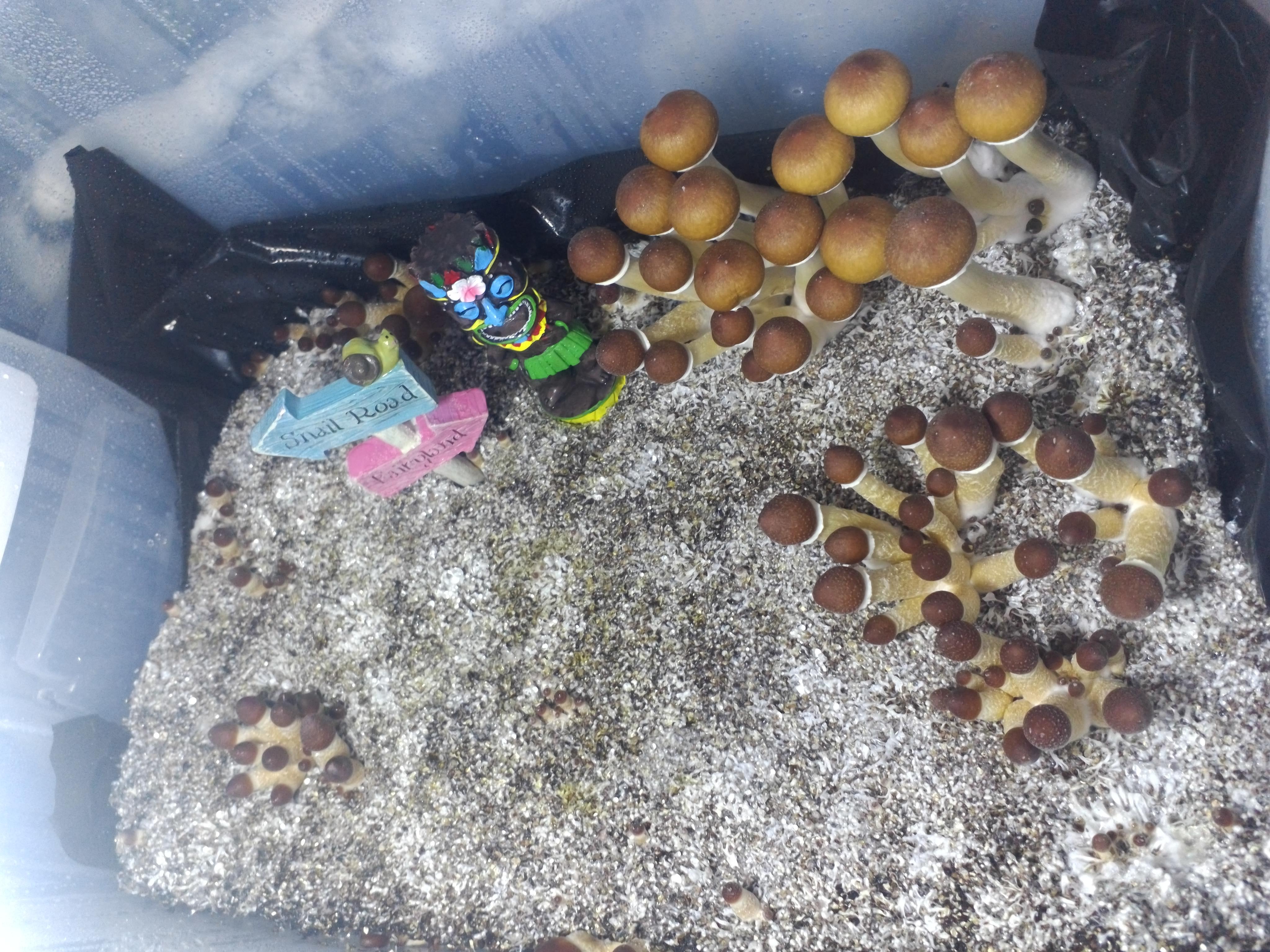 Golden TeachersWhen to harvest? r/shroomery