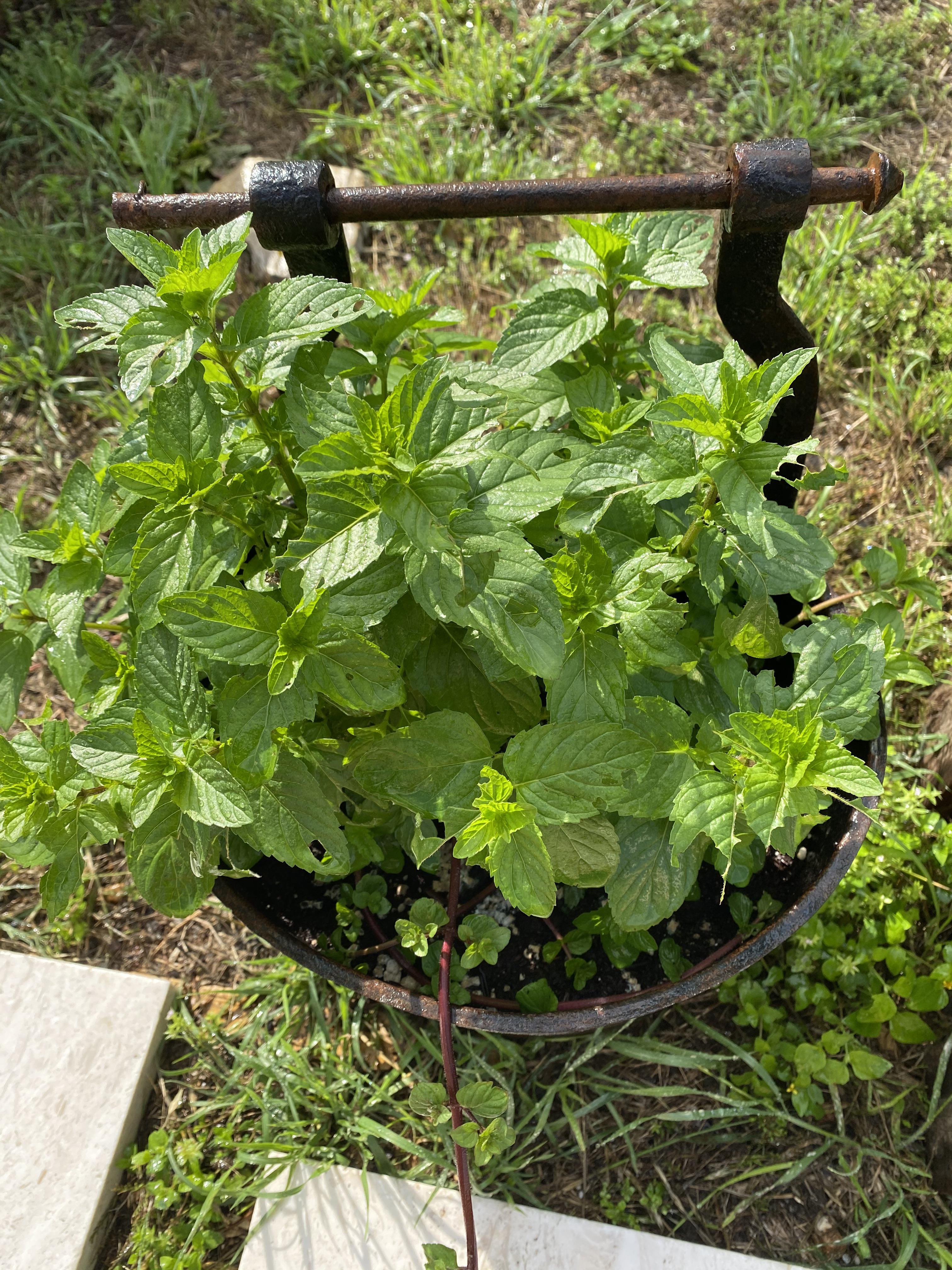 What is eating my mint? I put sluggo down and it helped my other plants