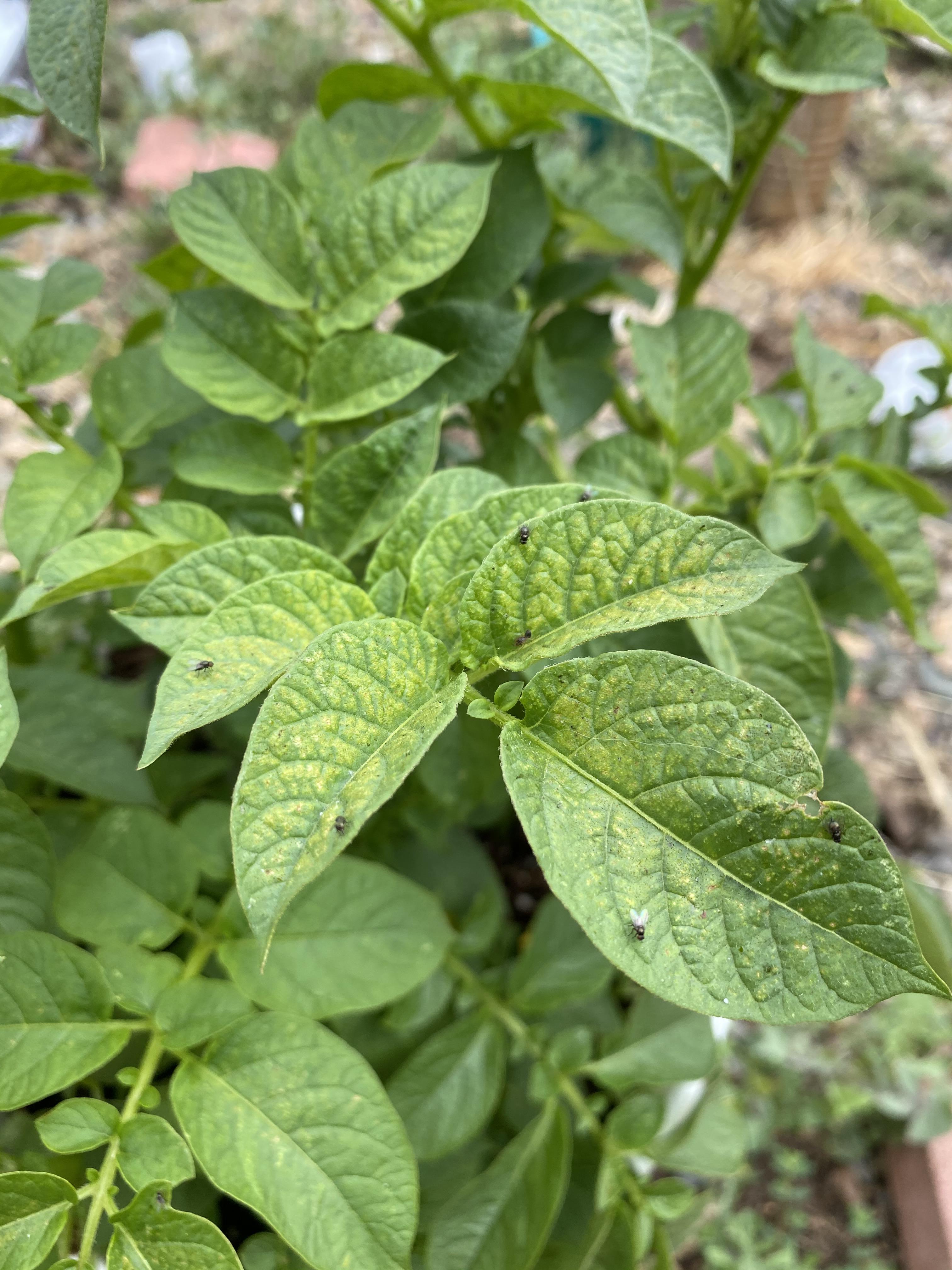Anyone know what these little flies on my potato plant are? They’re
