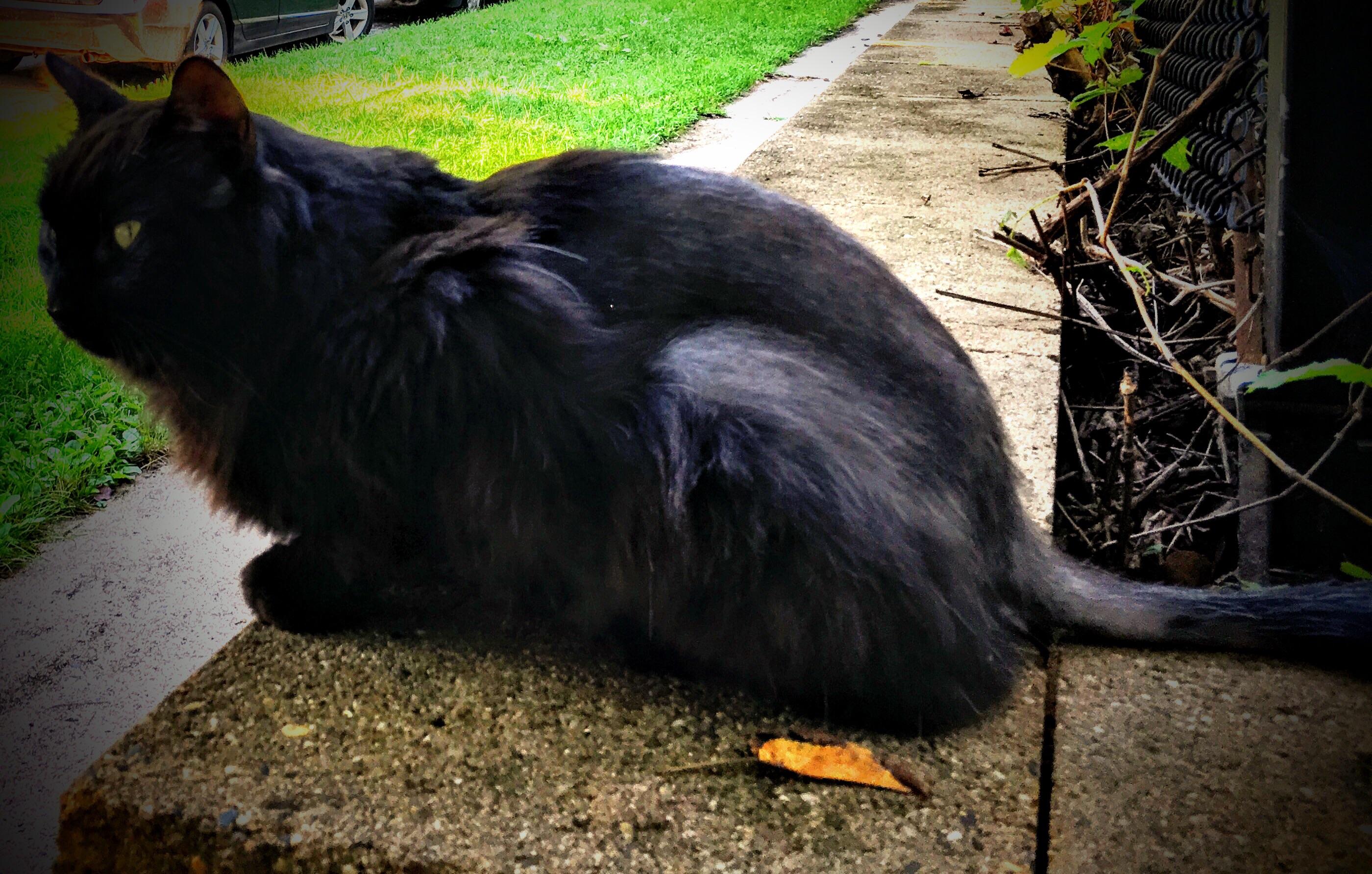 This is Robbie, a stray cat. Megan and I want to adopt him but our