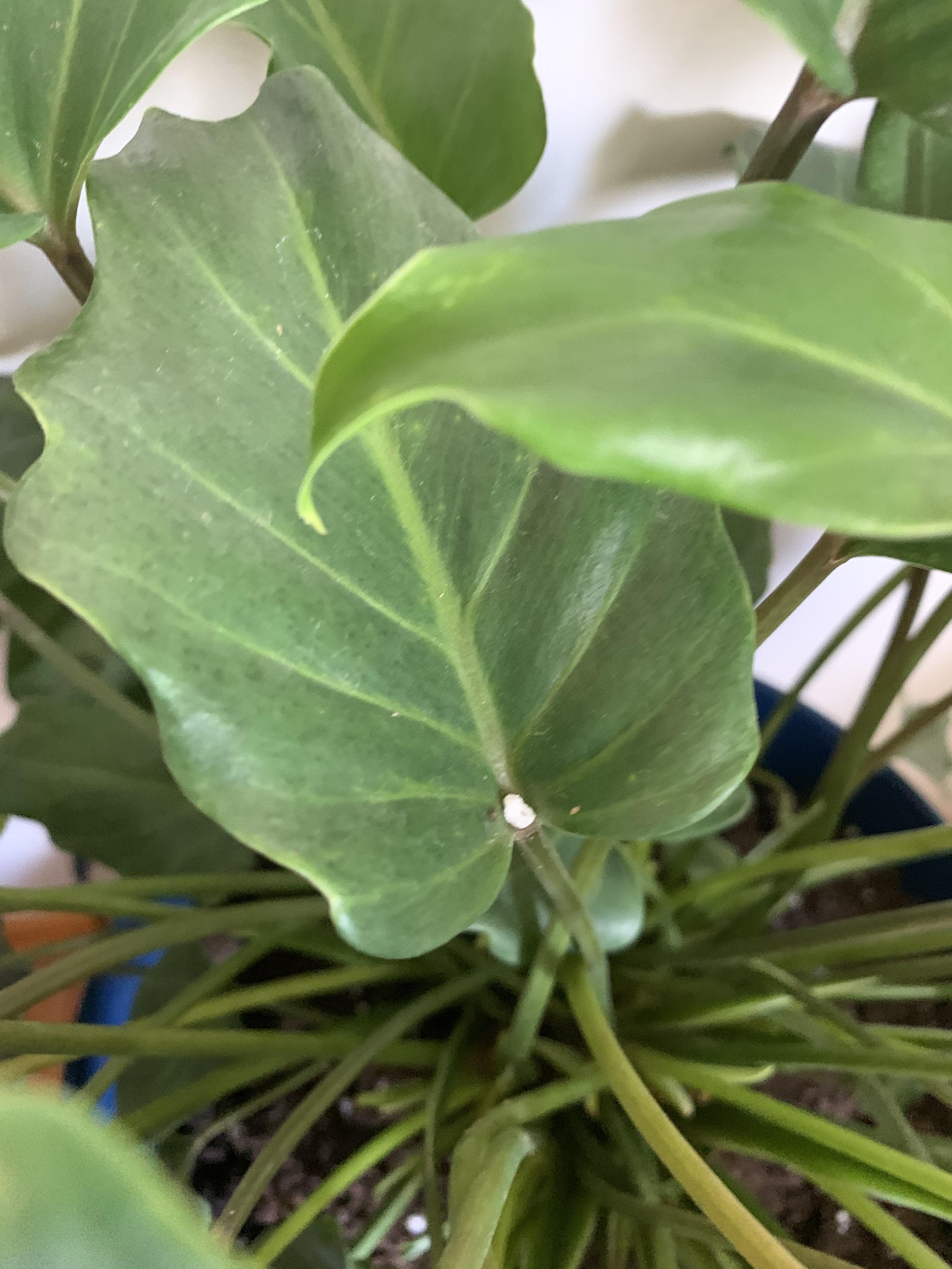 Why are all my new plants dying r/plantclinic