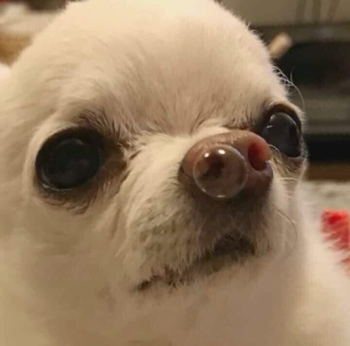 Allergy season got me like r/funny