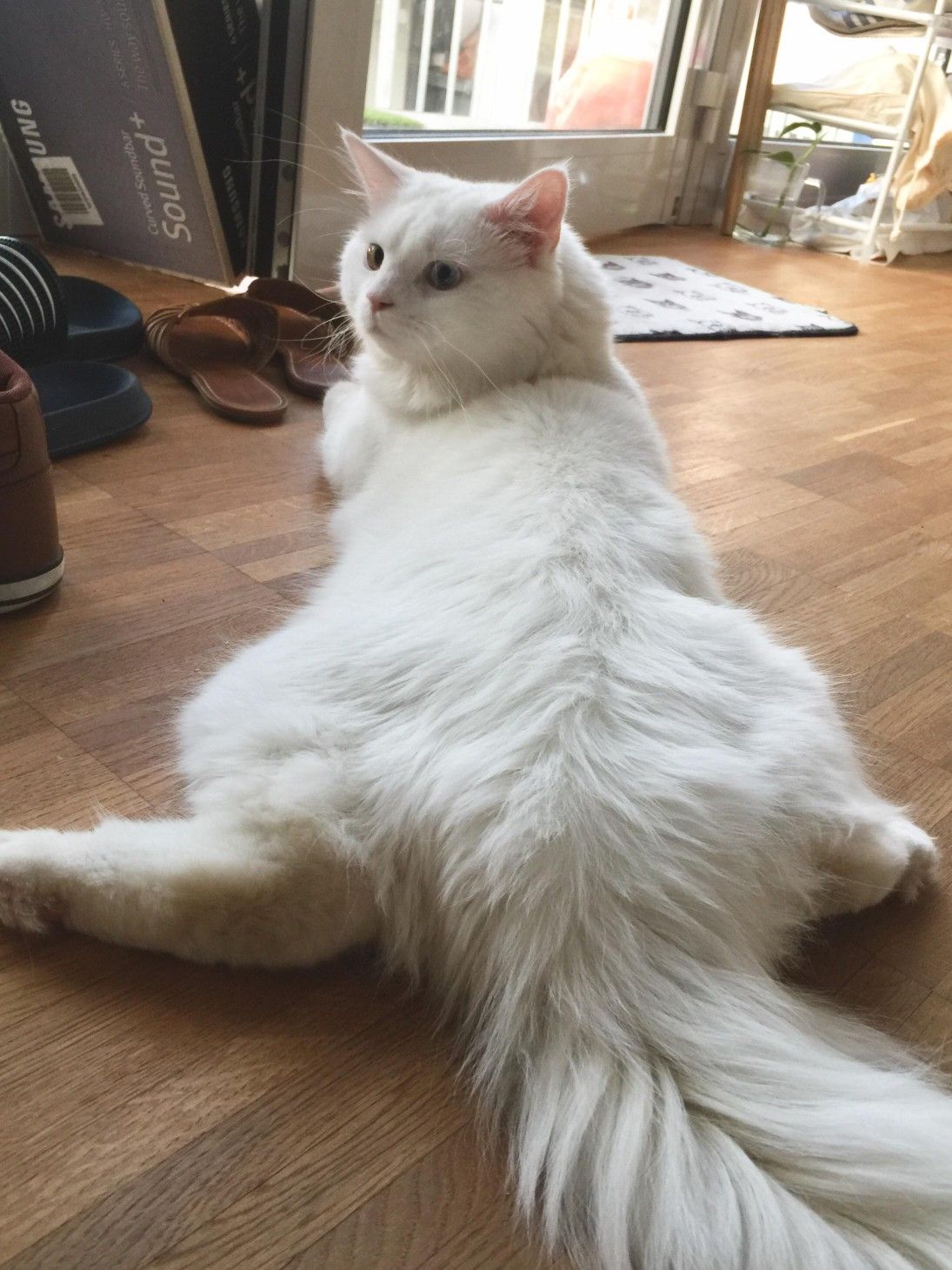 Very hairy cat. r/wholesome