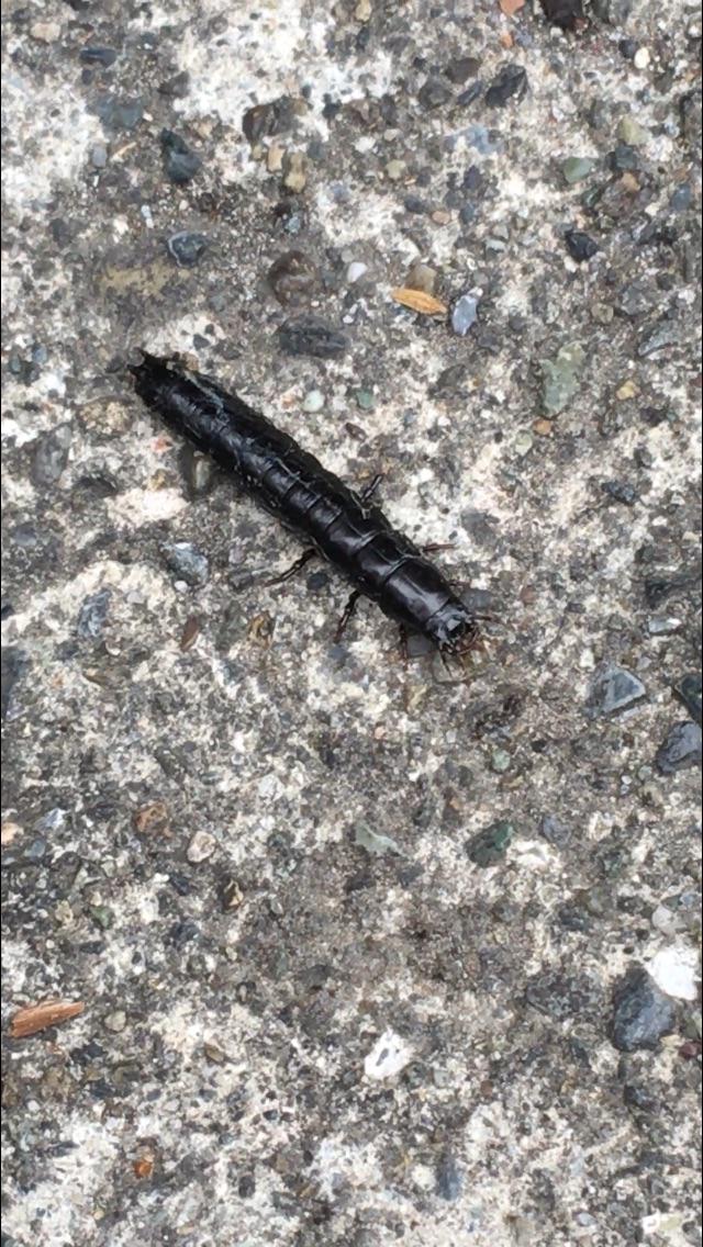 What is this?! It was attacking a worm in my driveway. r/Entomology