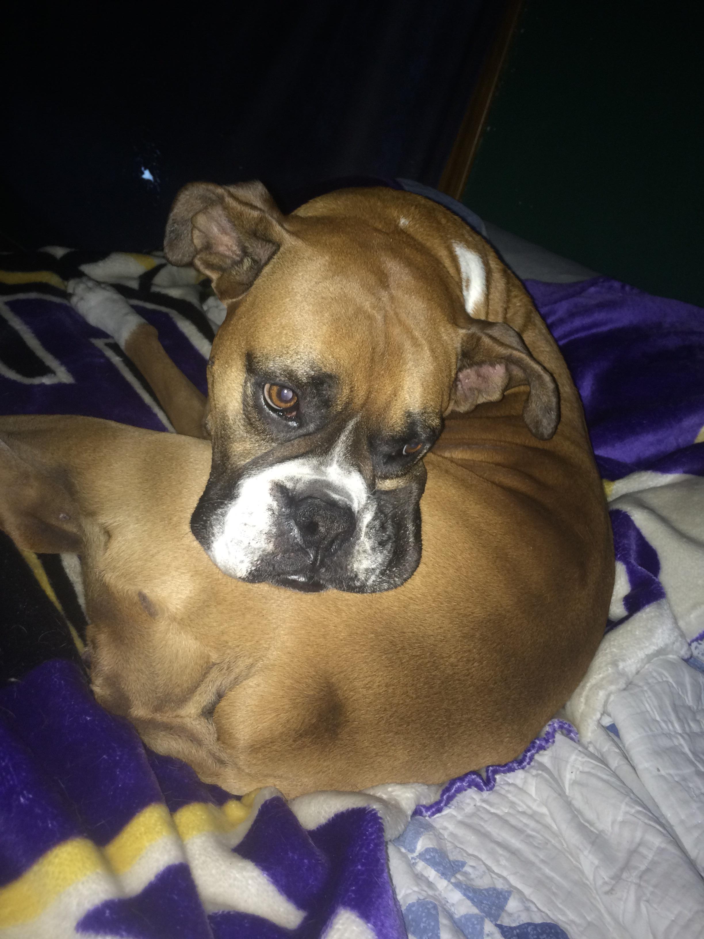 There she goes again smelling her stinky nighttime farts r/Boxer